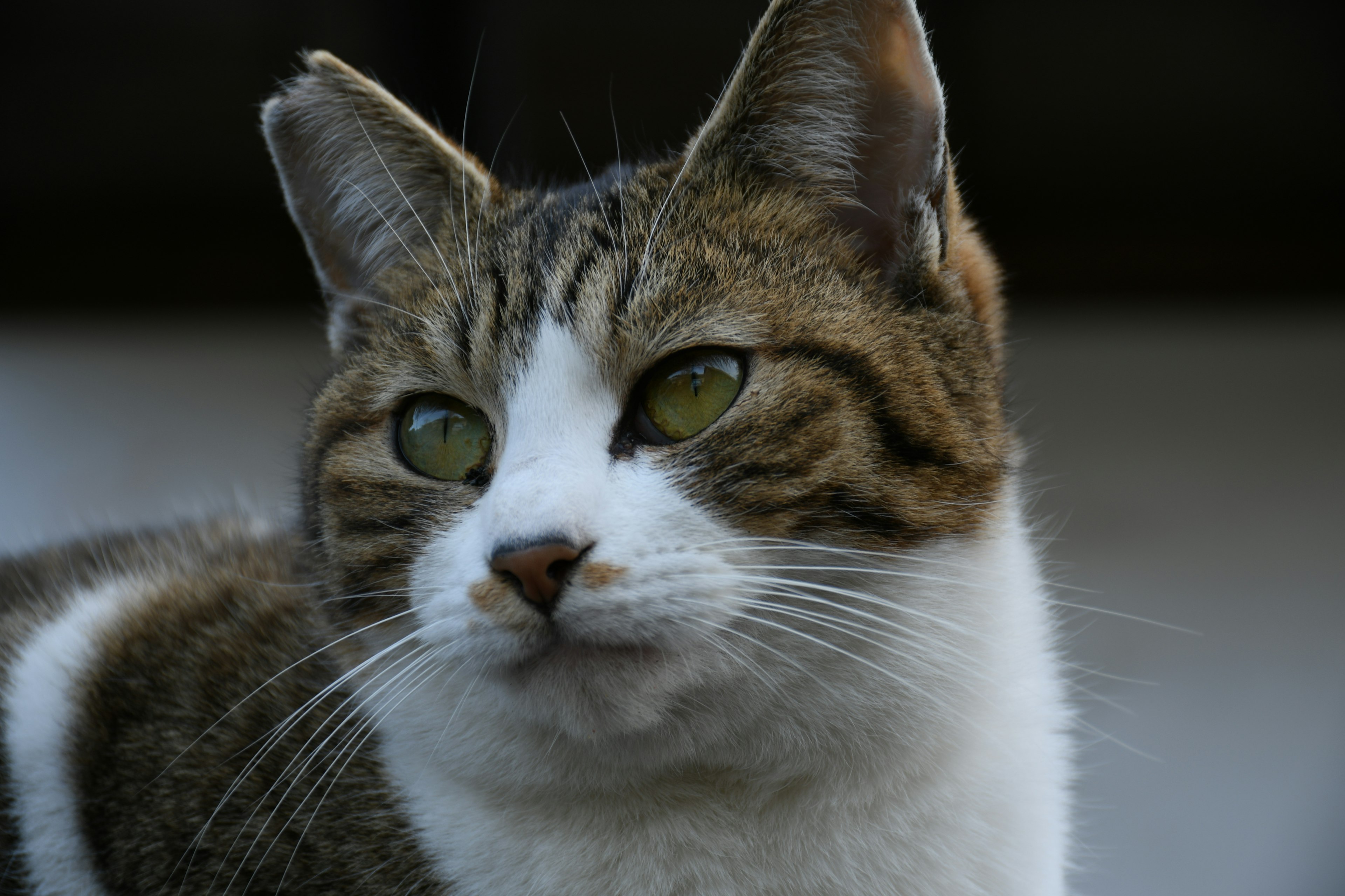 Close-up wajah kucing dengan tanda putih dan coklat