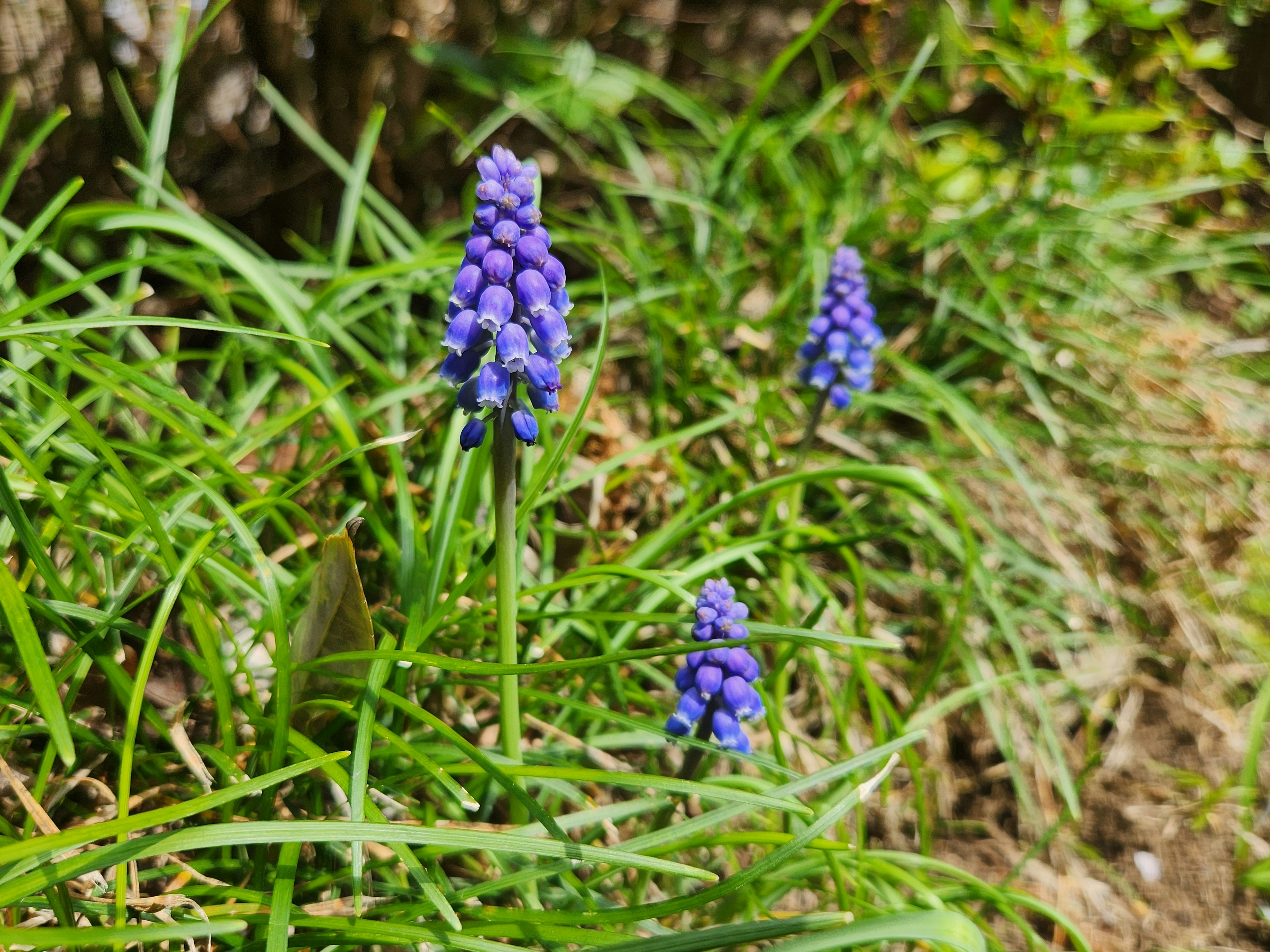 Purple grape hyacinth flowers blooming among green grass