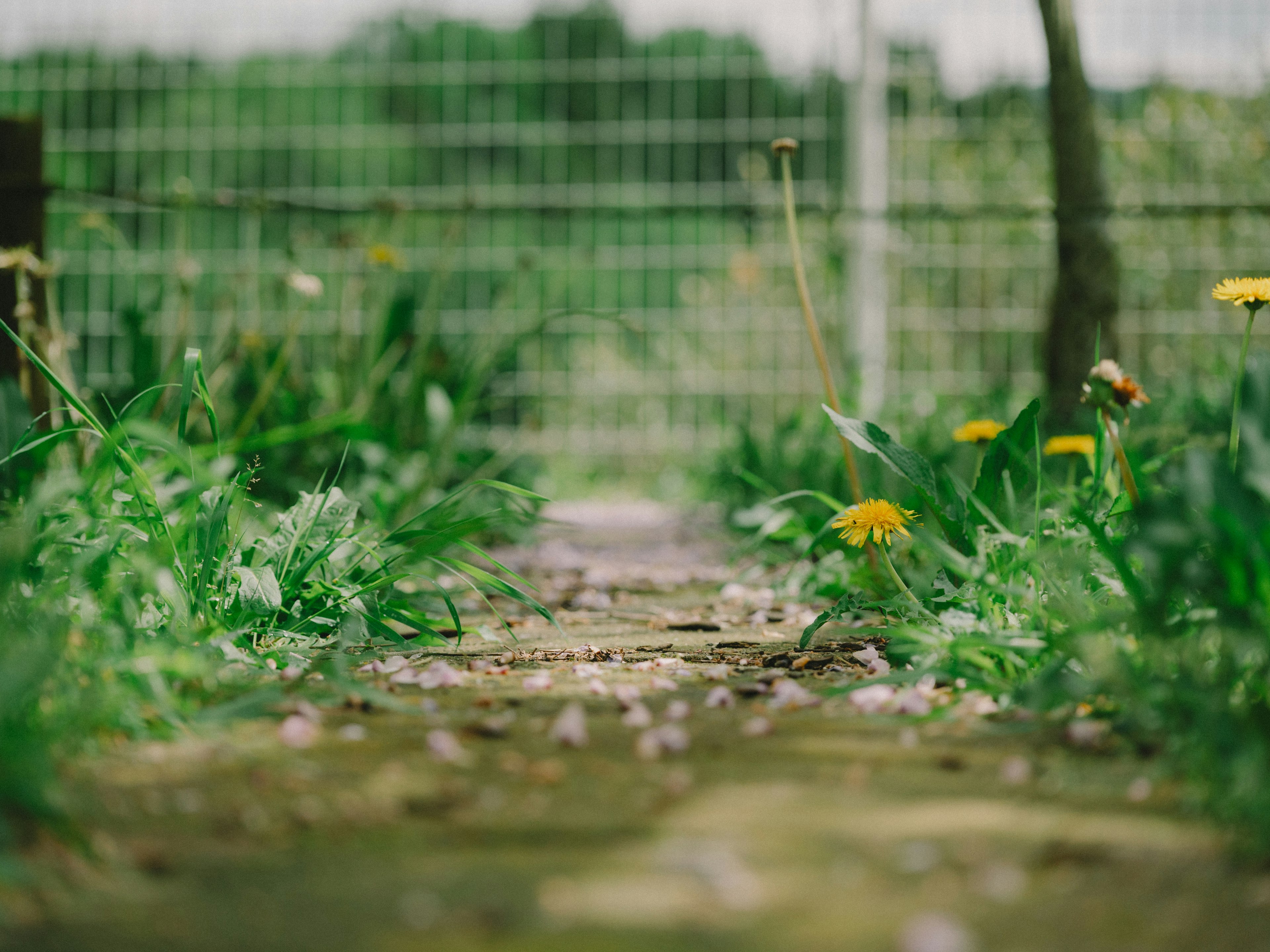 Foto de un camino bordeado de hierba verde y flores con una cerca al fondo