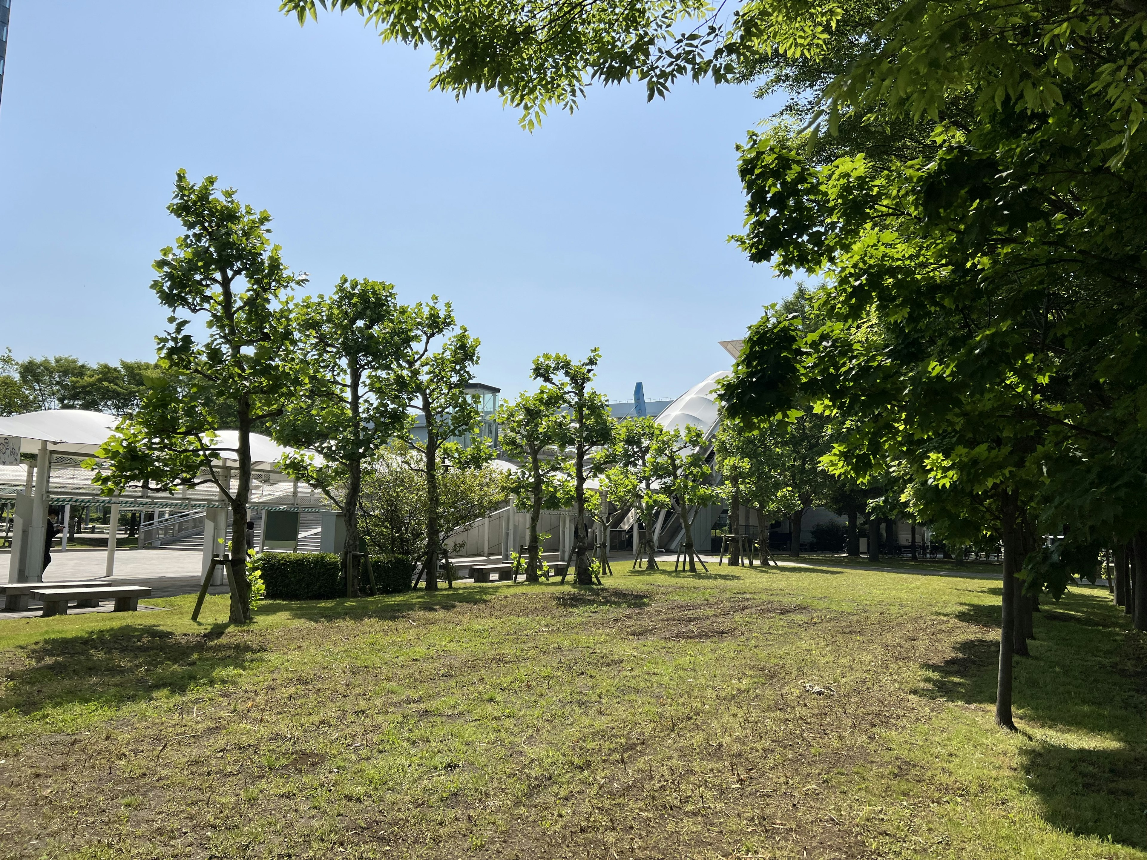 Scena di parco soleggiata con alberi verdi e ampio prato