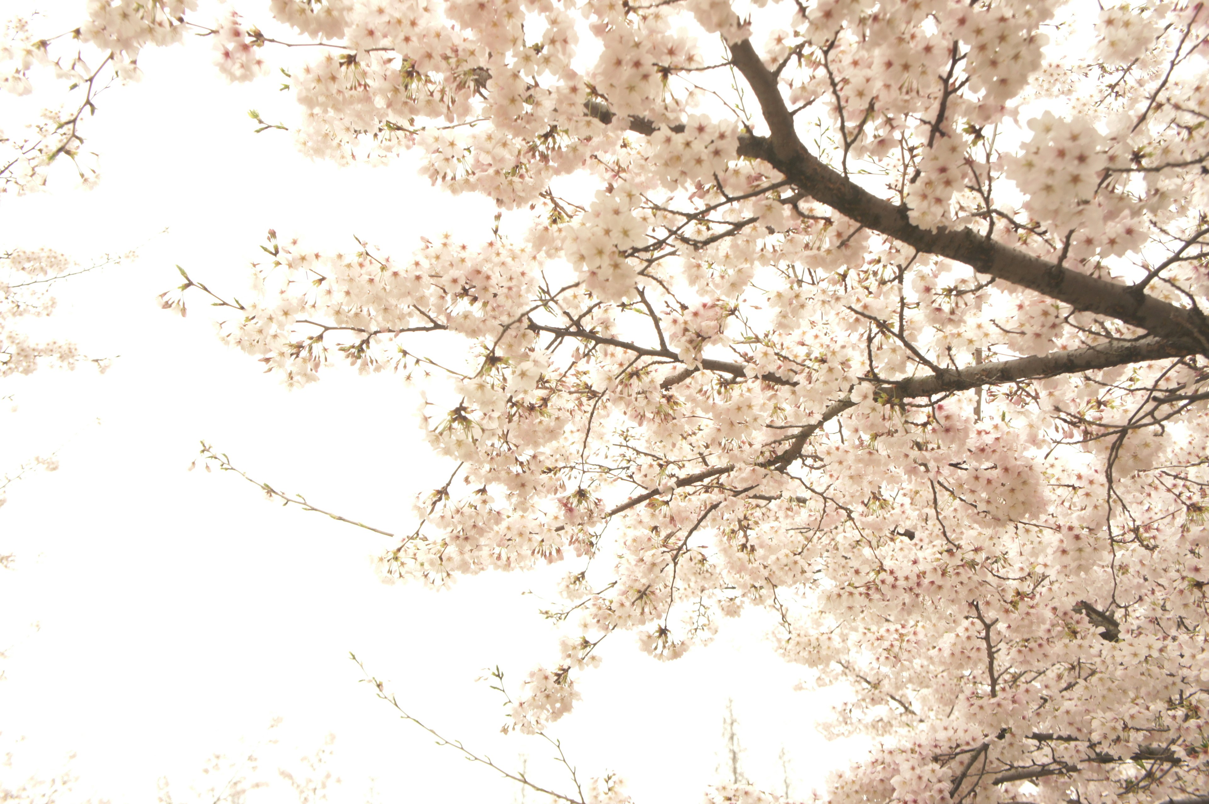 Close-up of cherry blossom branches with soft pink flowers and a light background