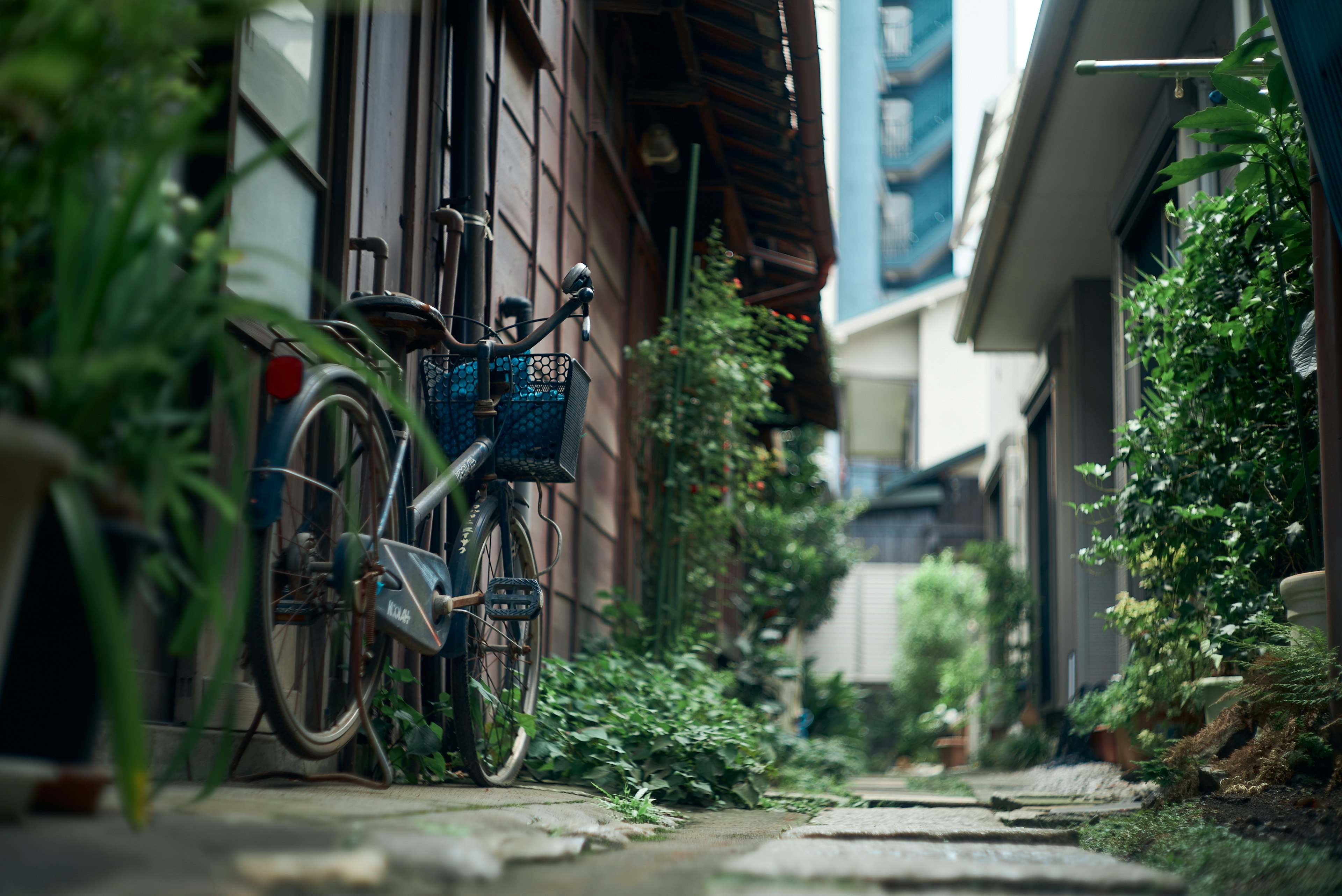 狭い路地に置かれた青い自転車と緑の植物が並ぶ風景