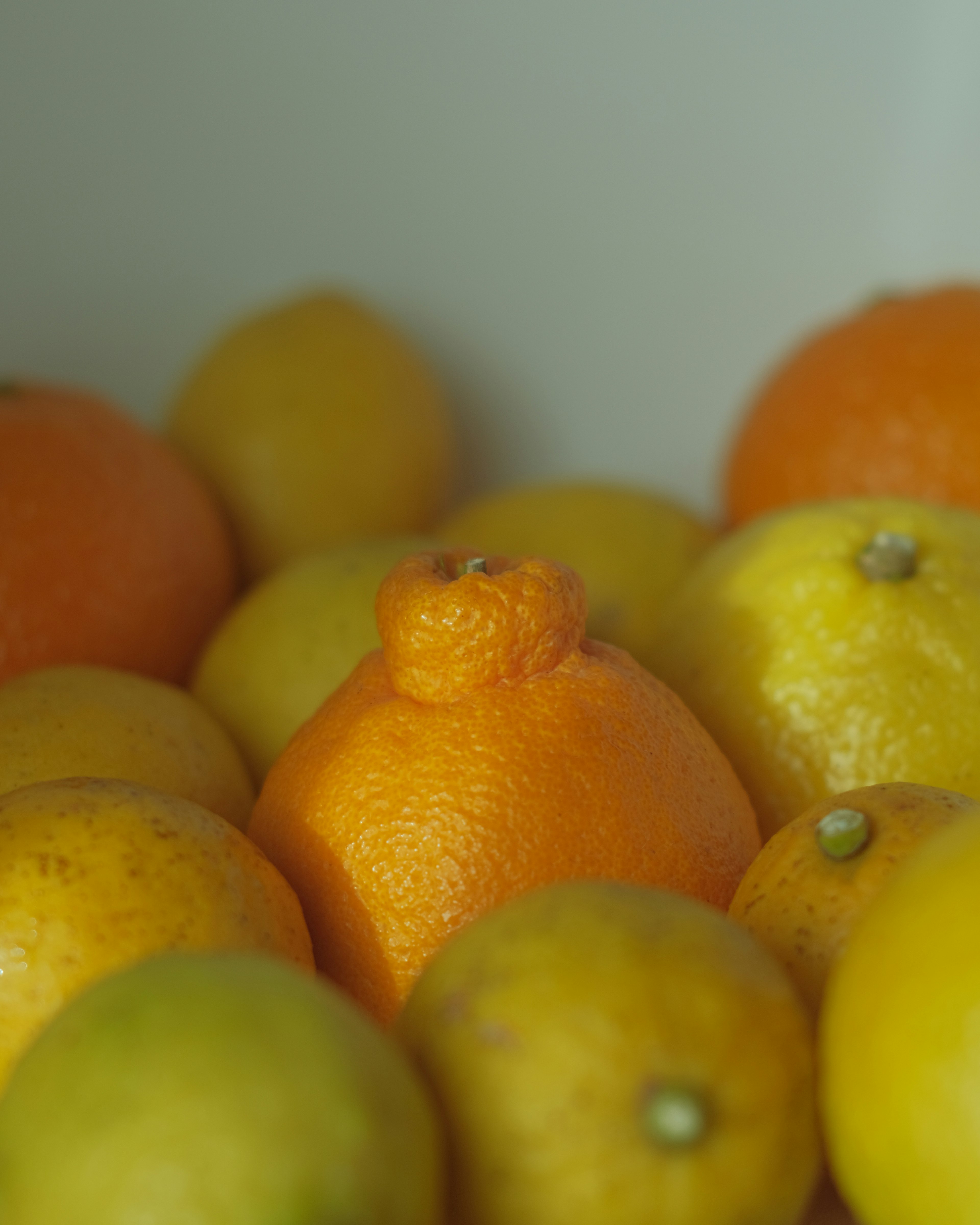 Primo piano di vari agrumi, tra cui limoni e arance