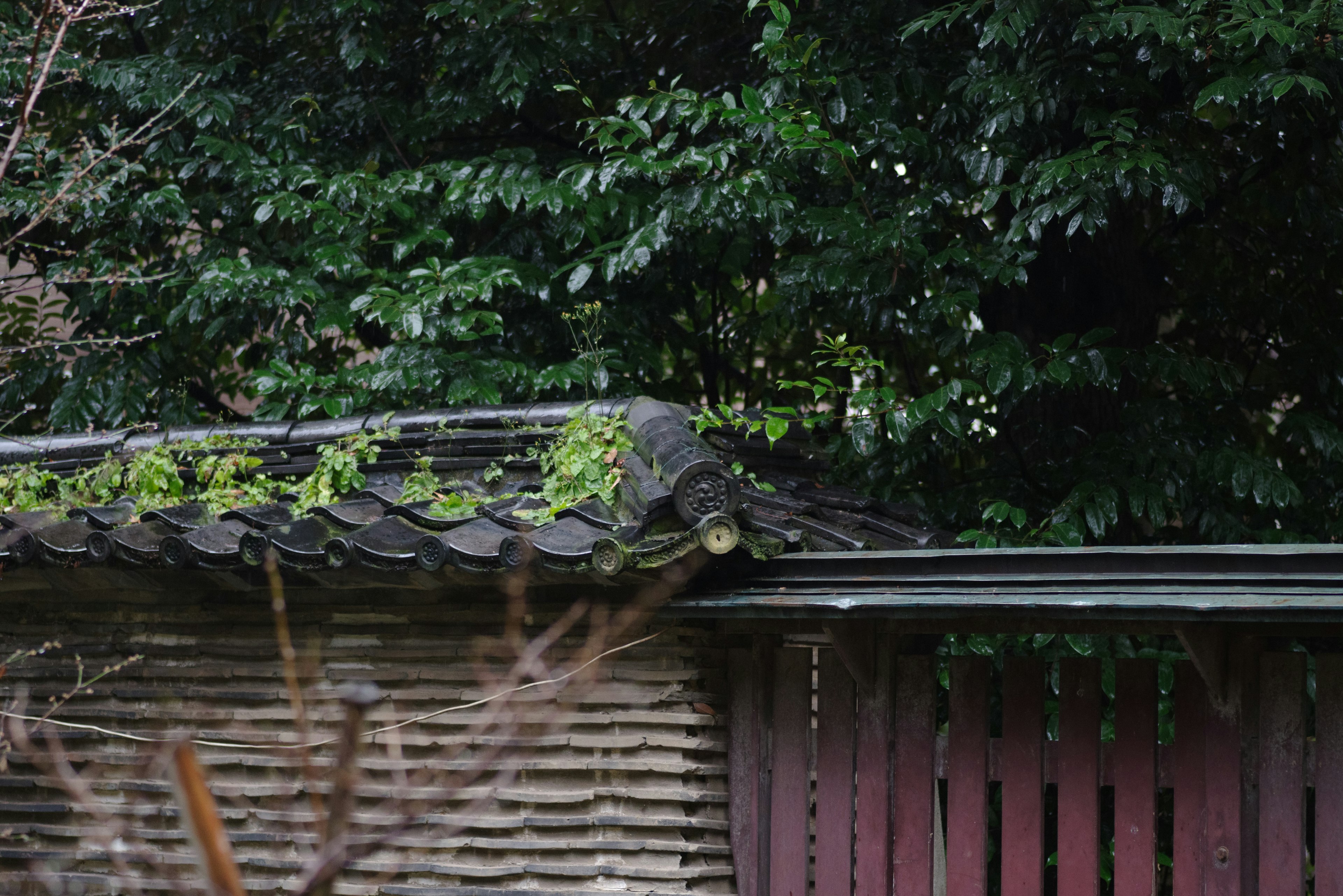 Traditional Japanese wall with moss-covered roof and lush greenery