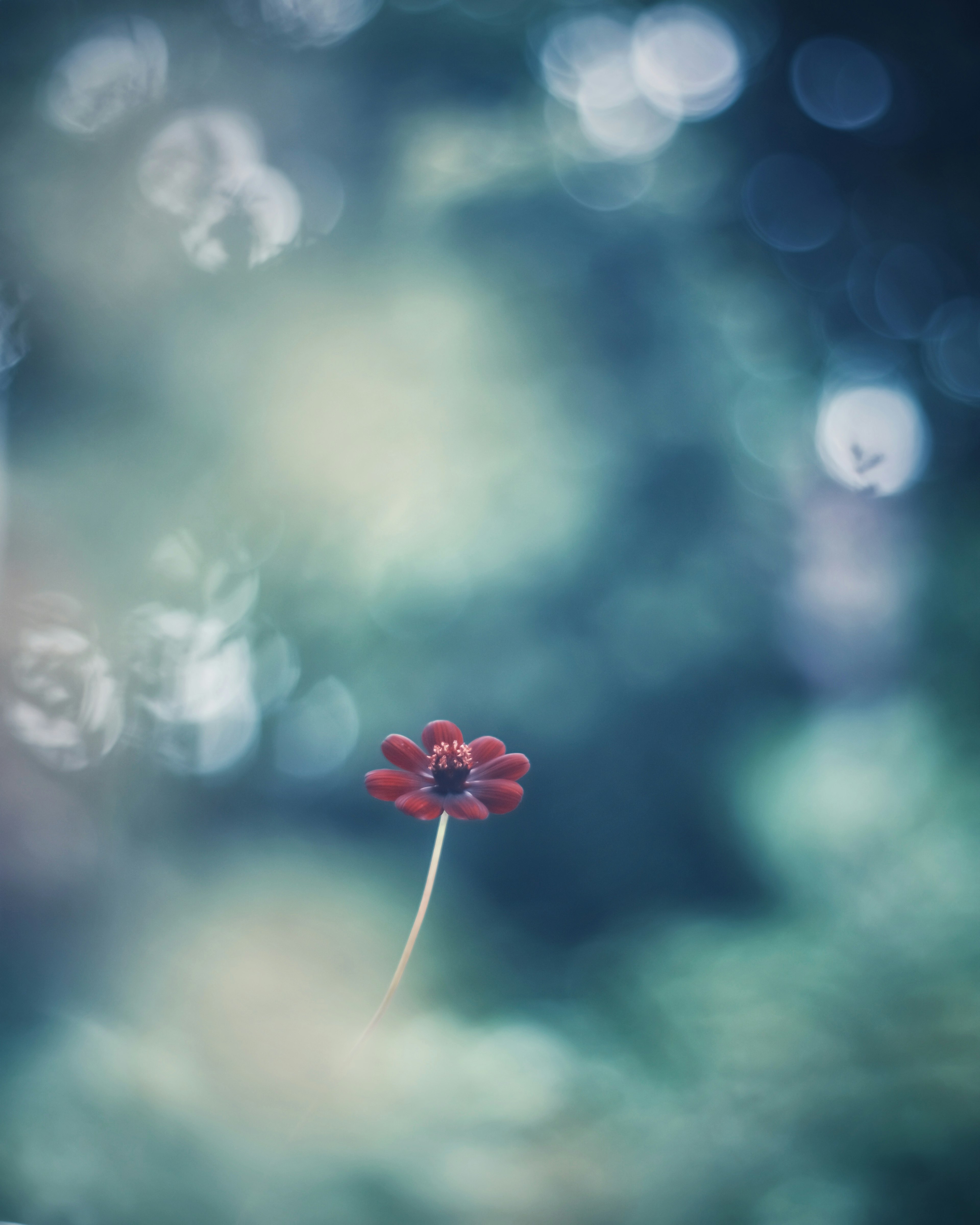 Una sola flor roja destaca contra un suave fondo azul con efectos bokeh