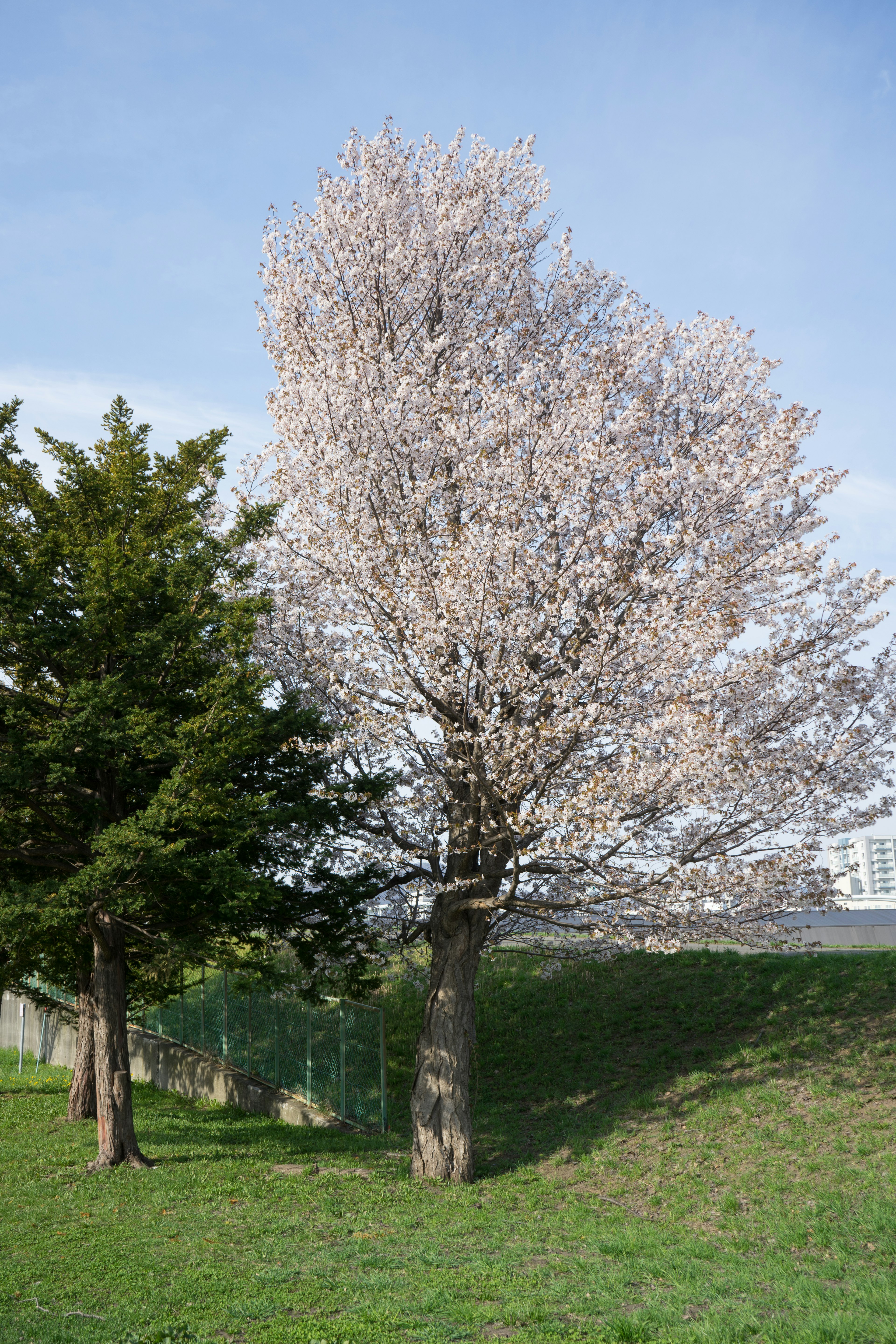 Large tree with blooming cherry blossoms and green grass