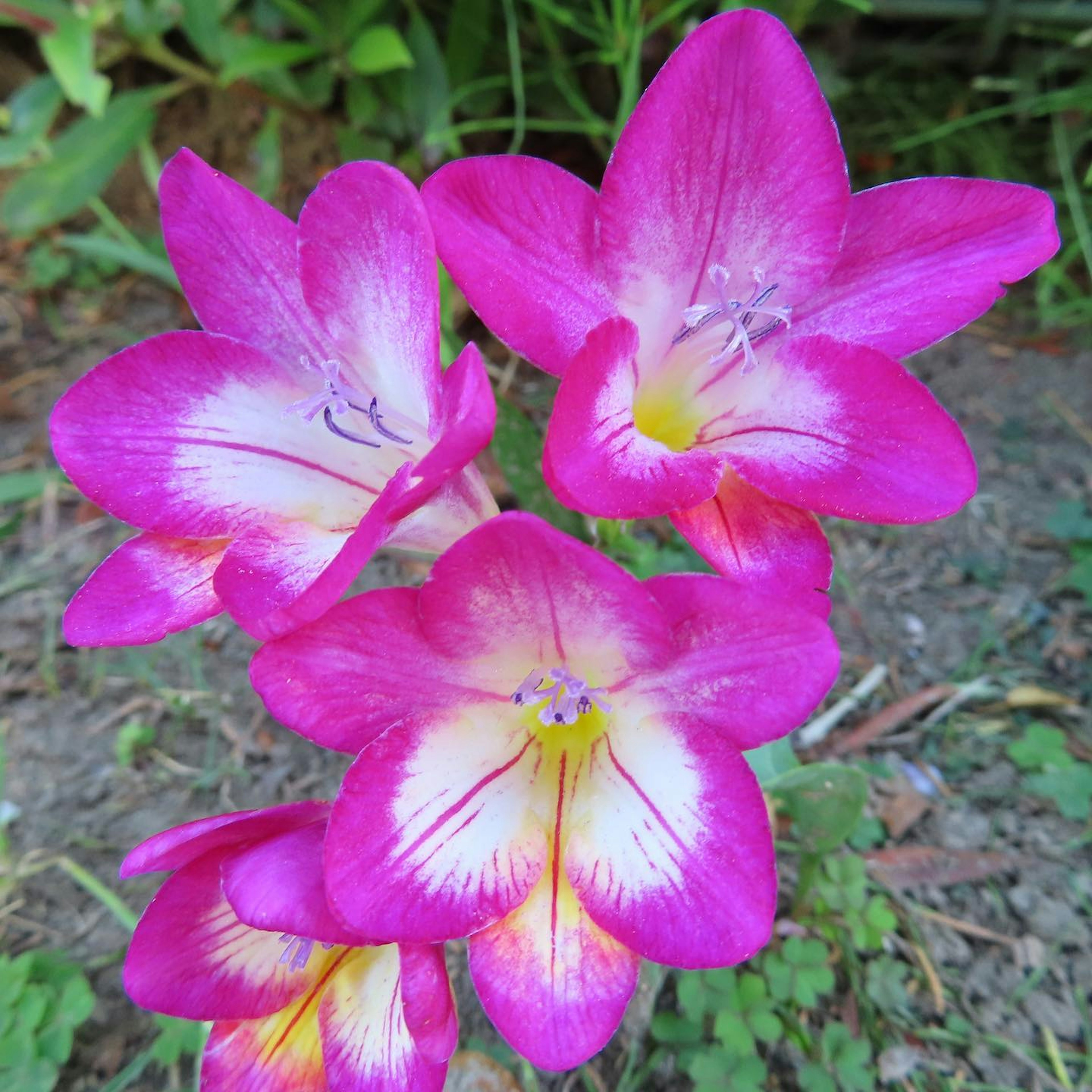 Fiori rosa vivaci in fiore con accenti gialli