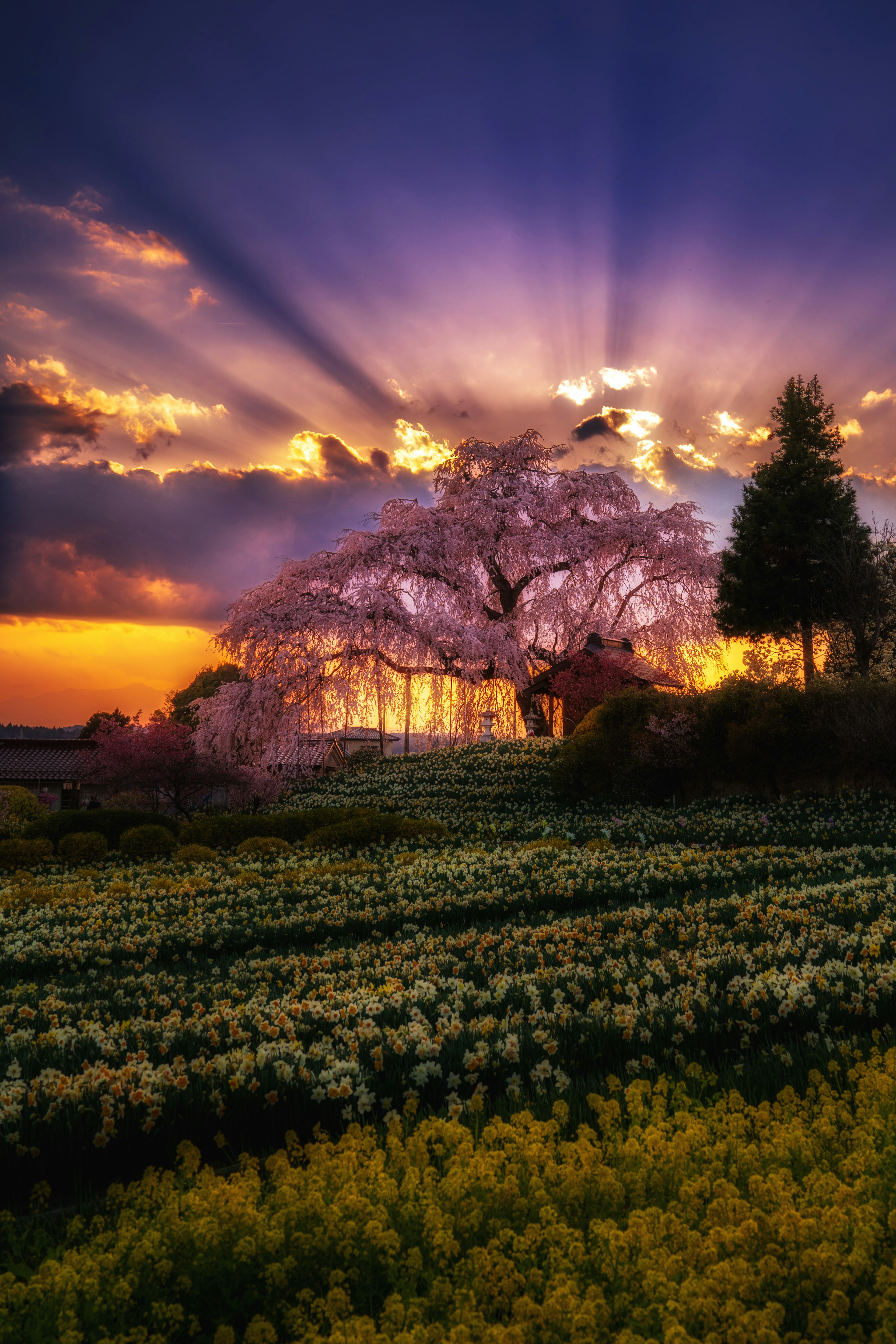 Árbol de cereza contra un vibrante atardecer con campos de flores coloridas