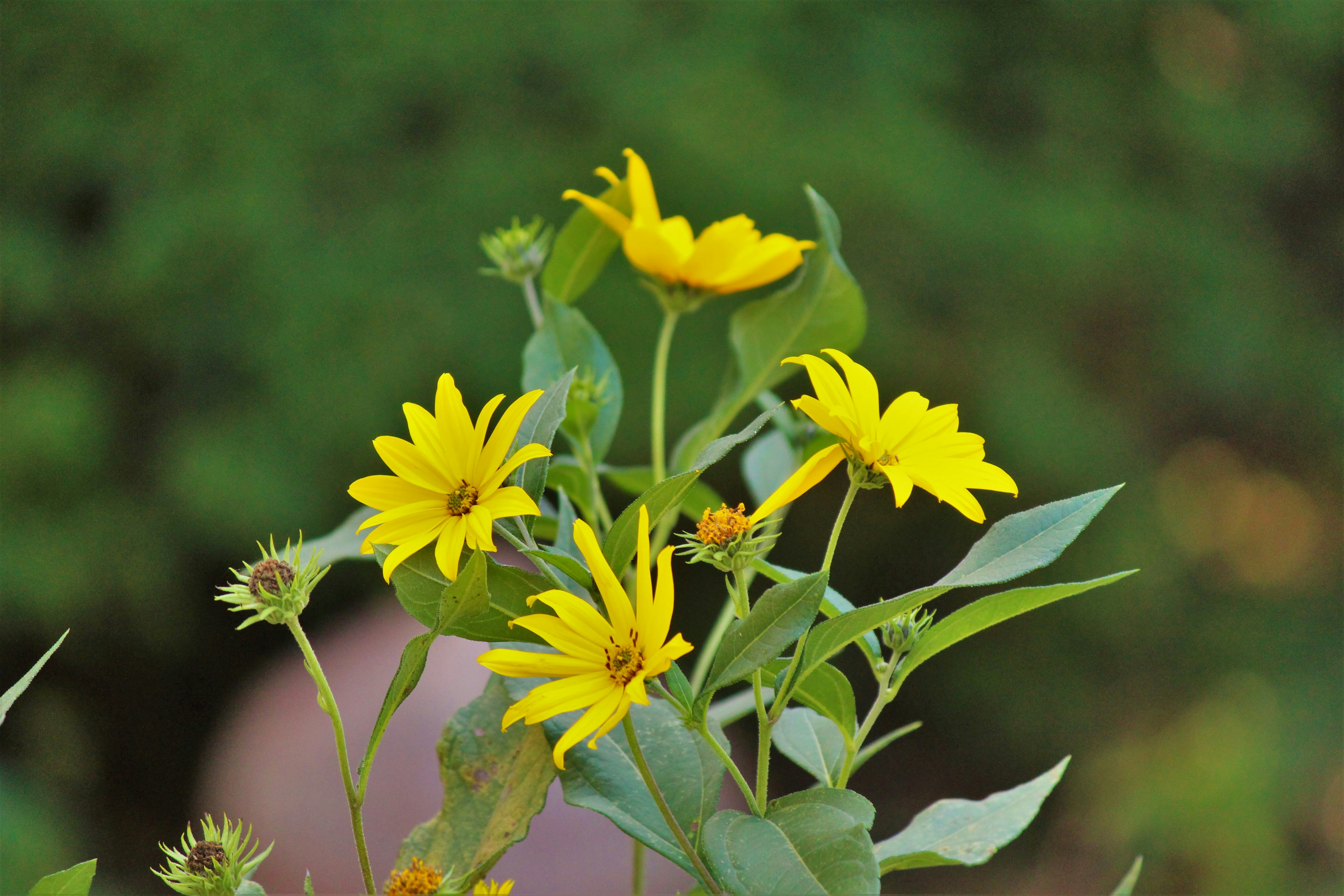 Primo piano di fiori gialli con fogliame verde e sfondo sfocato