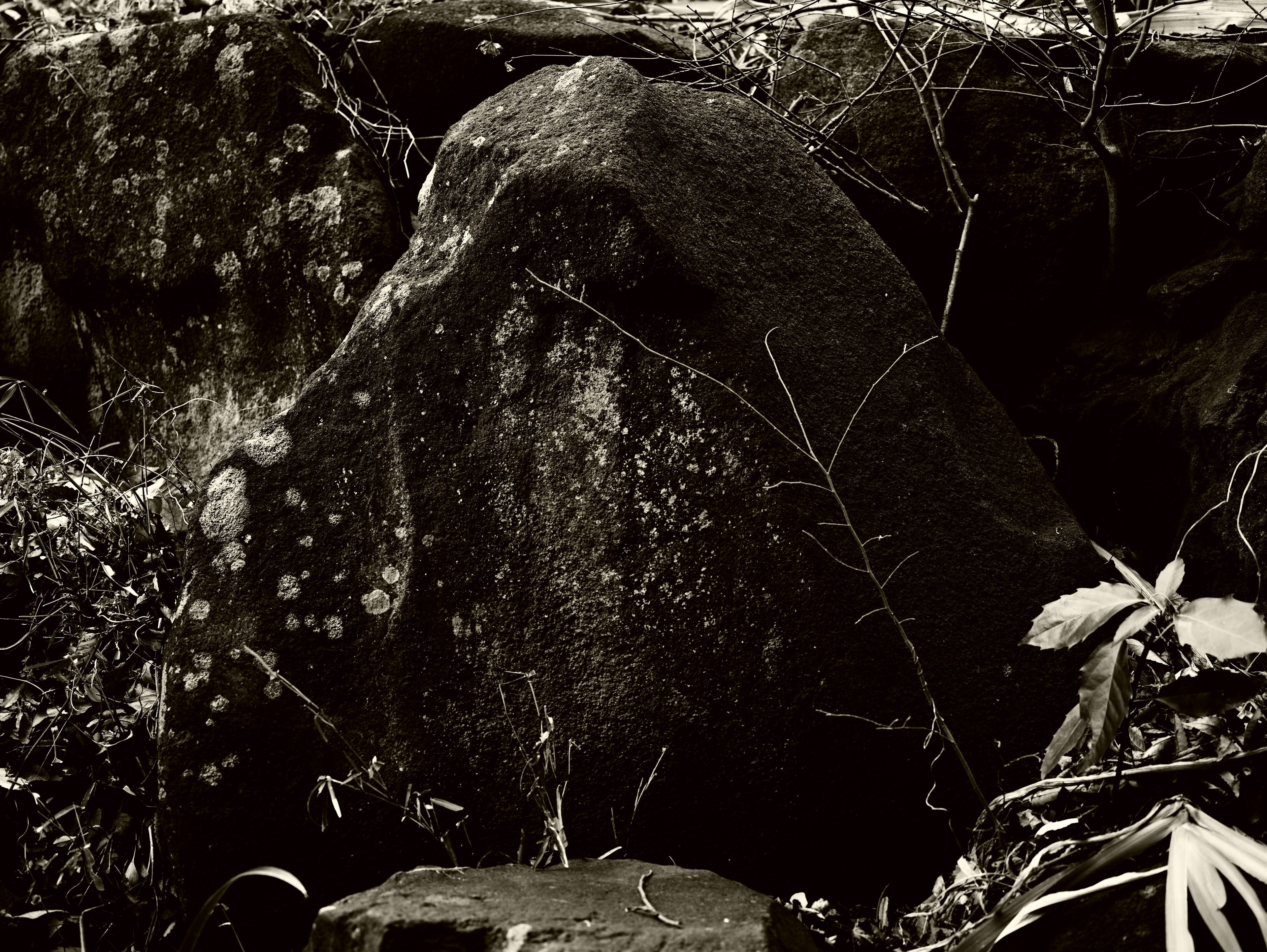 A close-up of a moss-covered rock surrounded by foliage in black and white