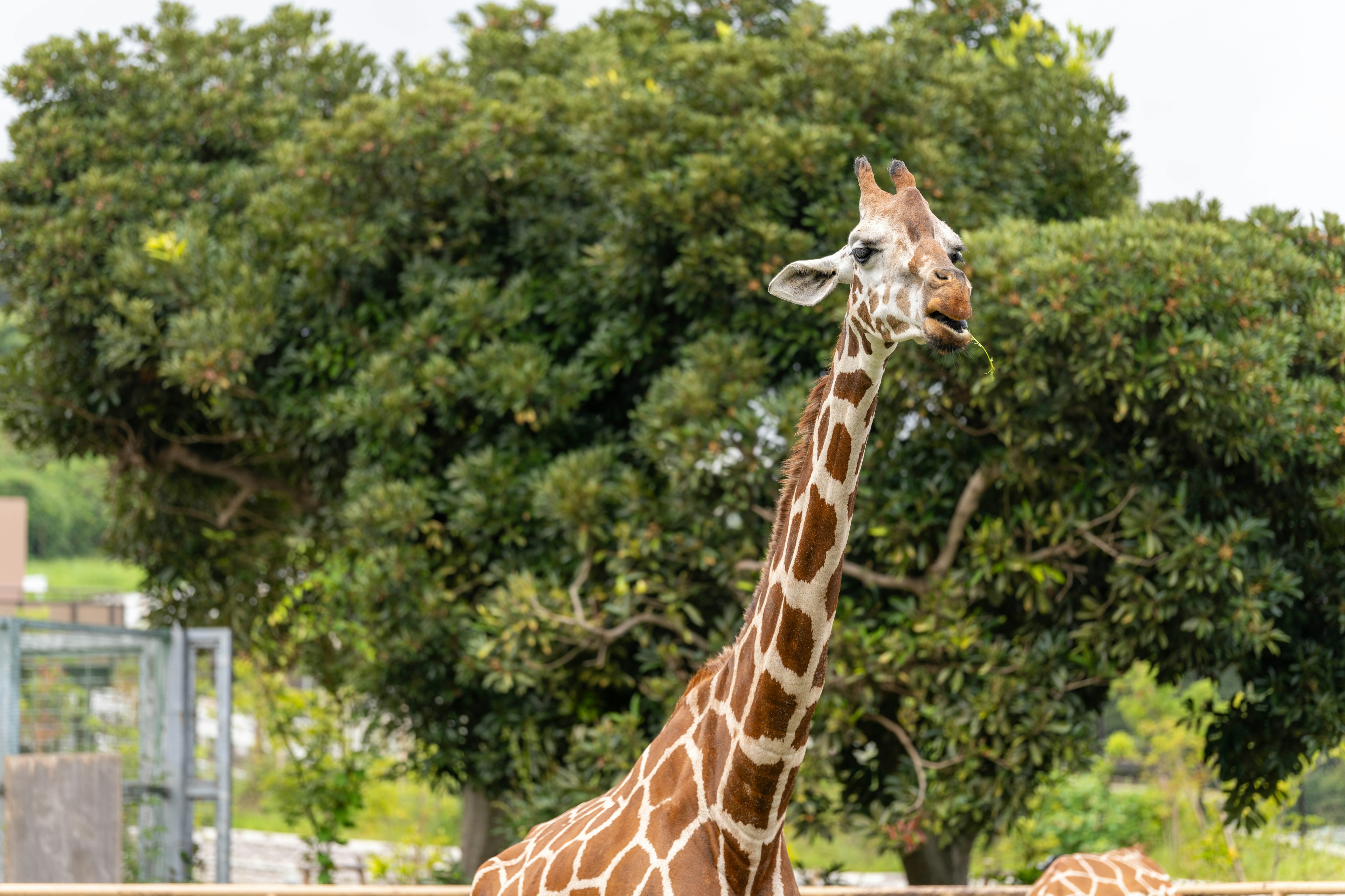 Giraffa con collo sollevato tra alberi verdi