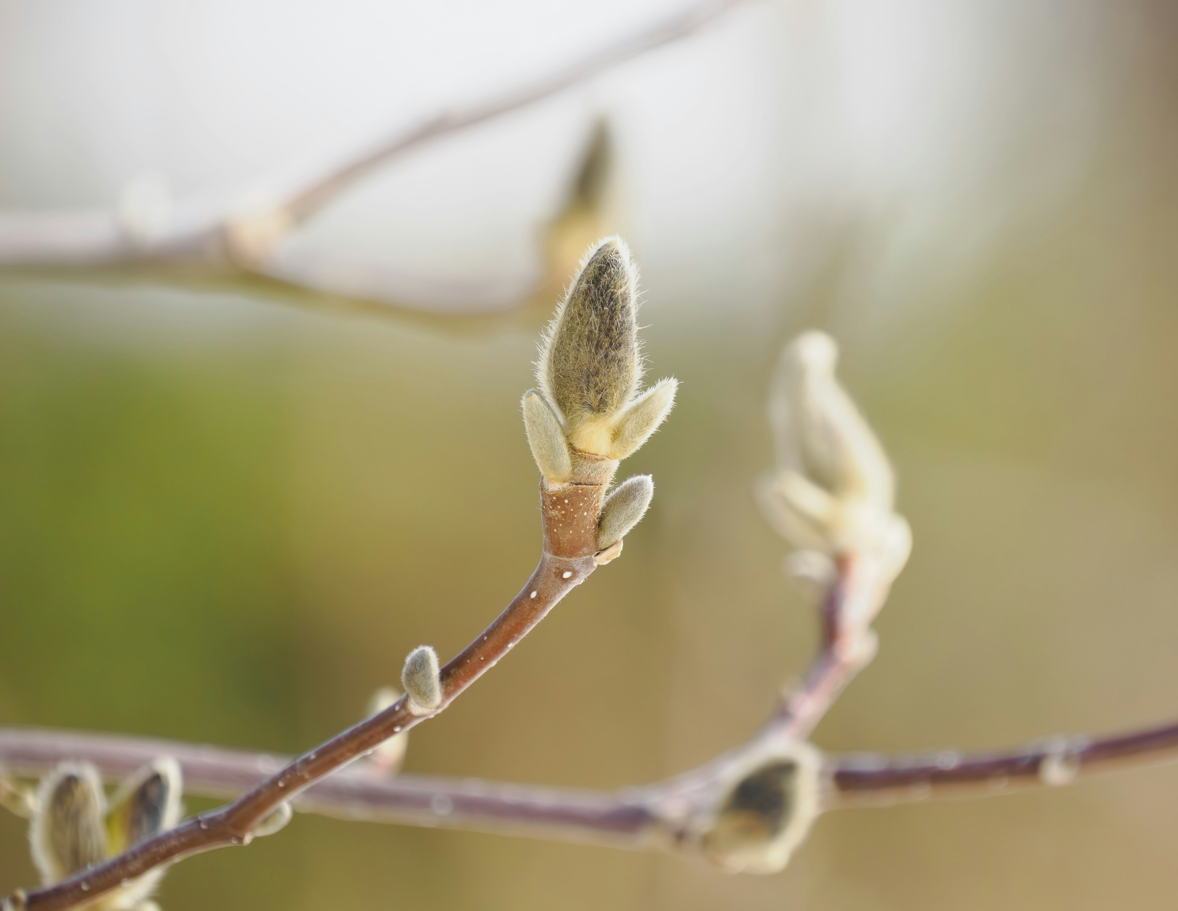 Nahaufnahme von Zweigen mit Knospen