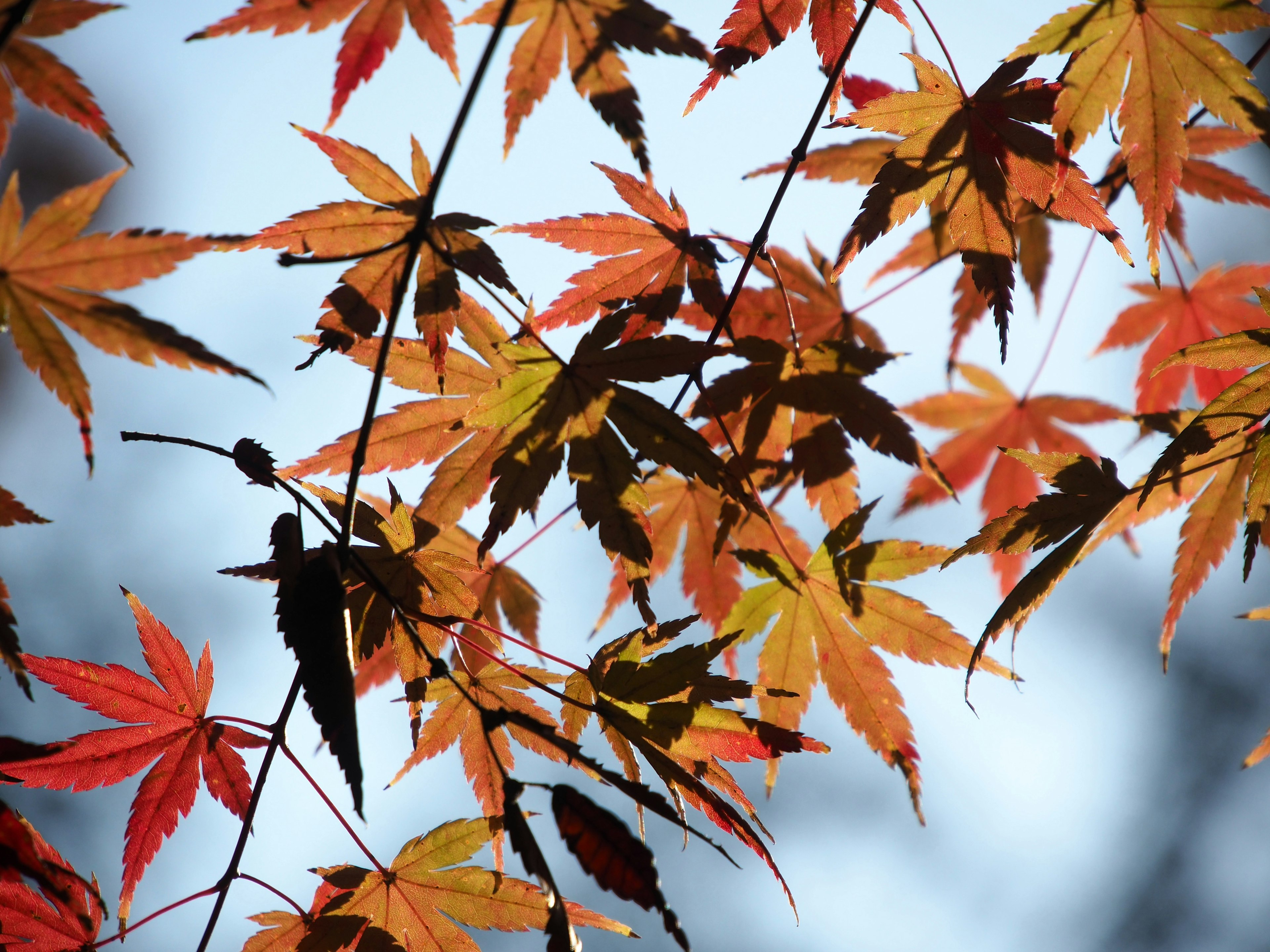 Maple leaves in shades of red and orange against an autumn sky