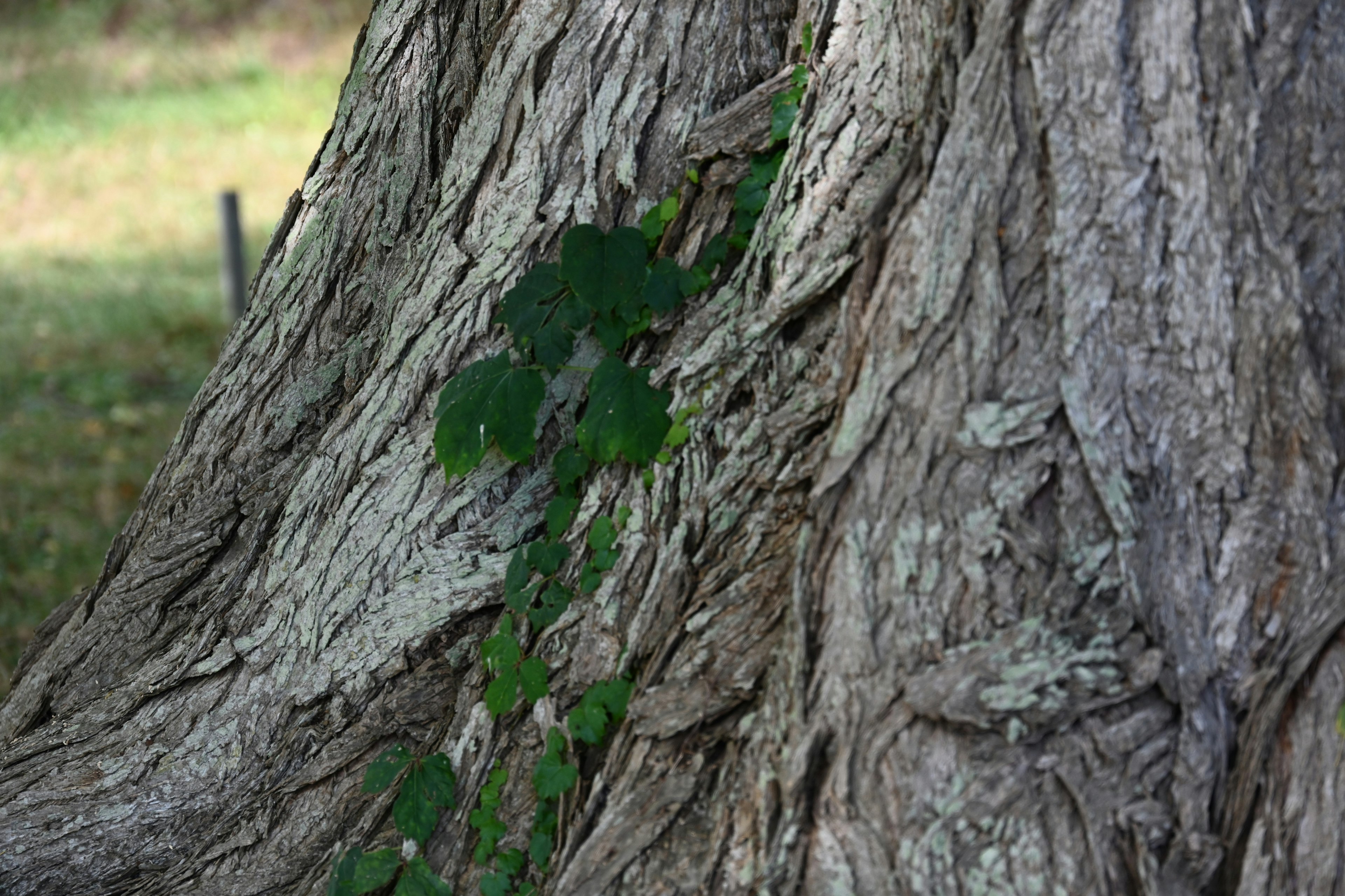 Vigne verte grimpant sur un tronc d'arbre texturé