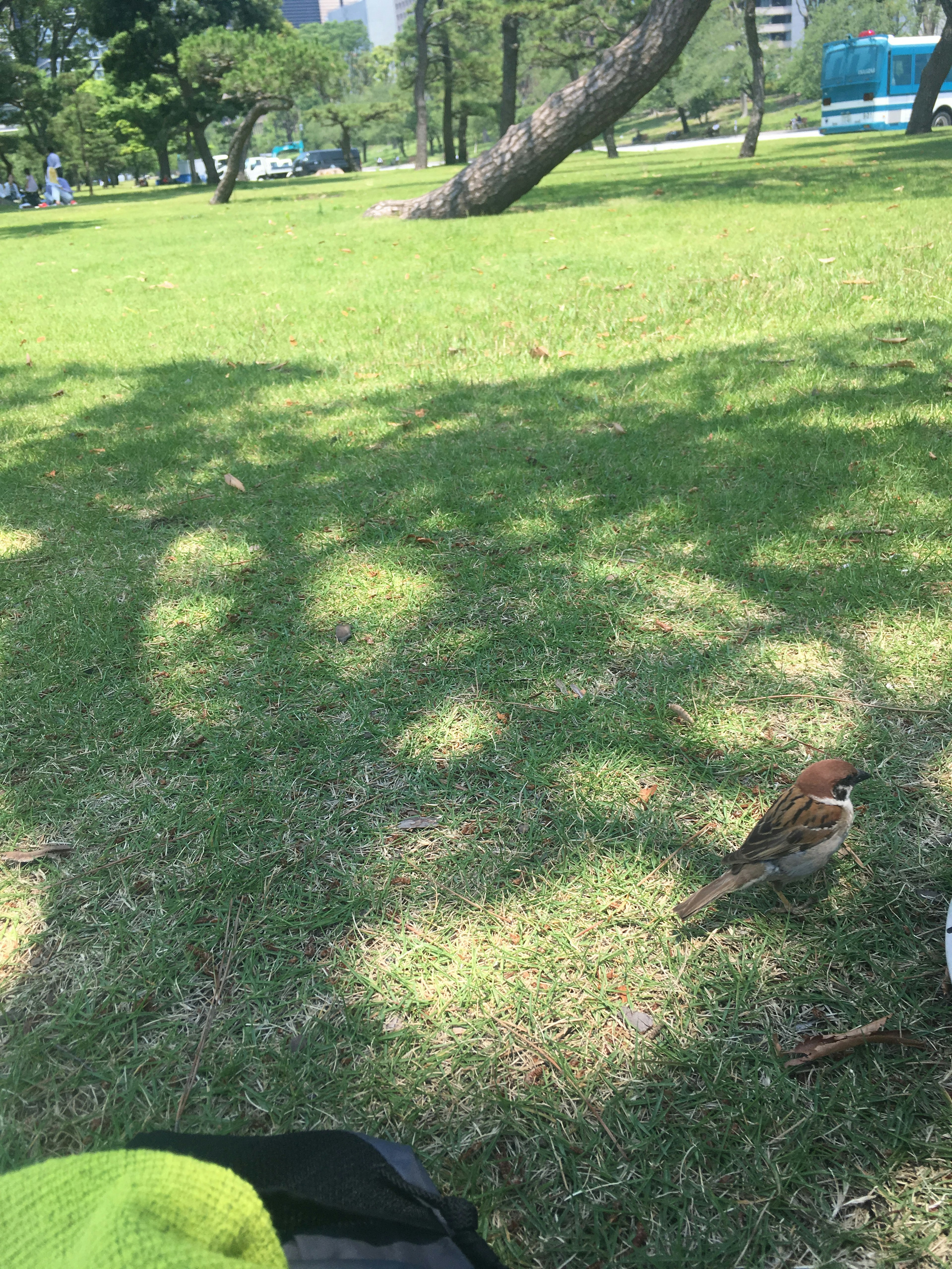 A small bird on green grass in a shaded area