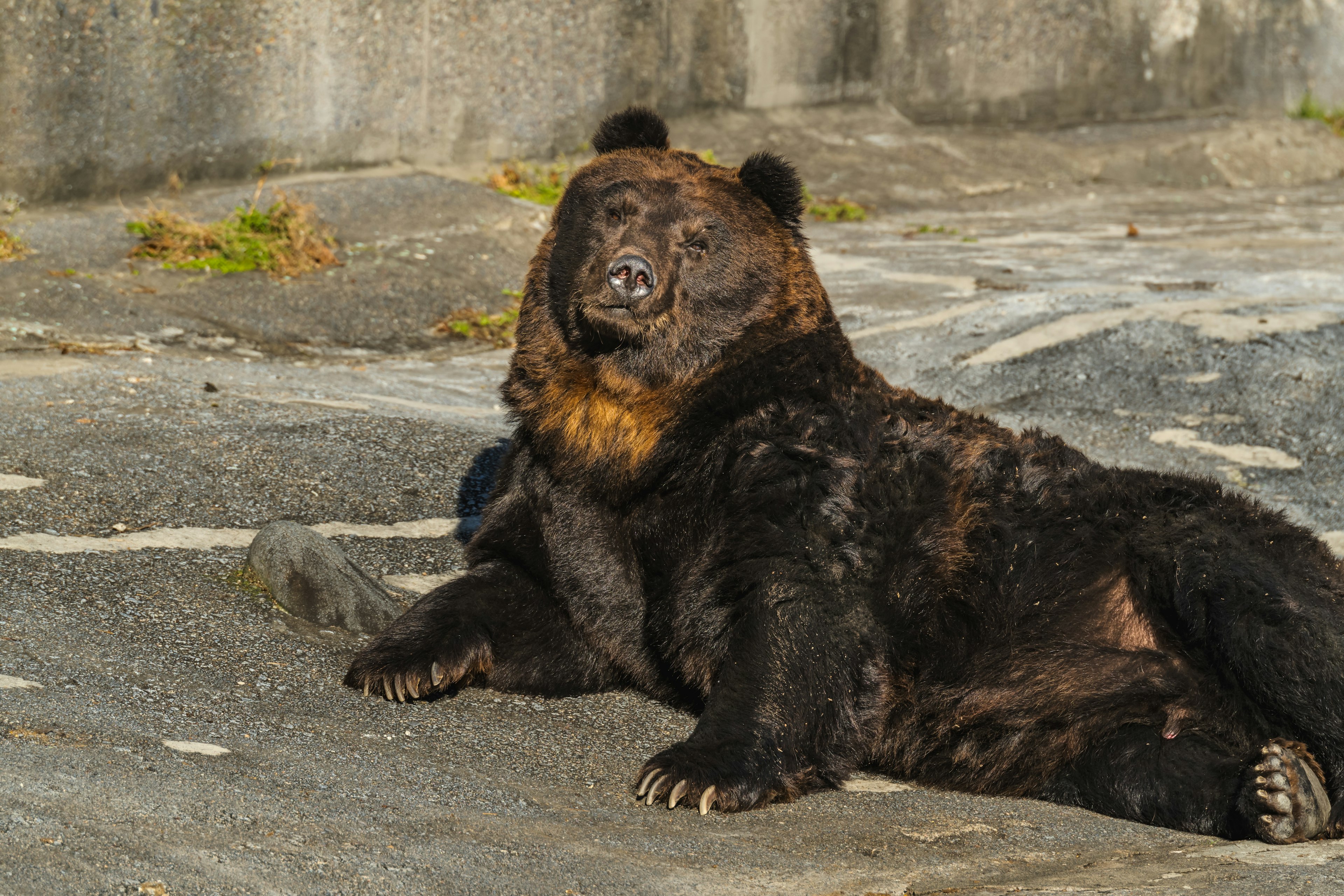 黒い毛皮を持つクマが横たわっている