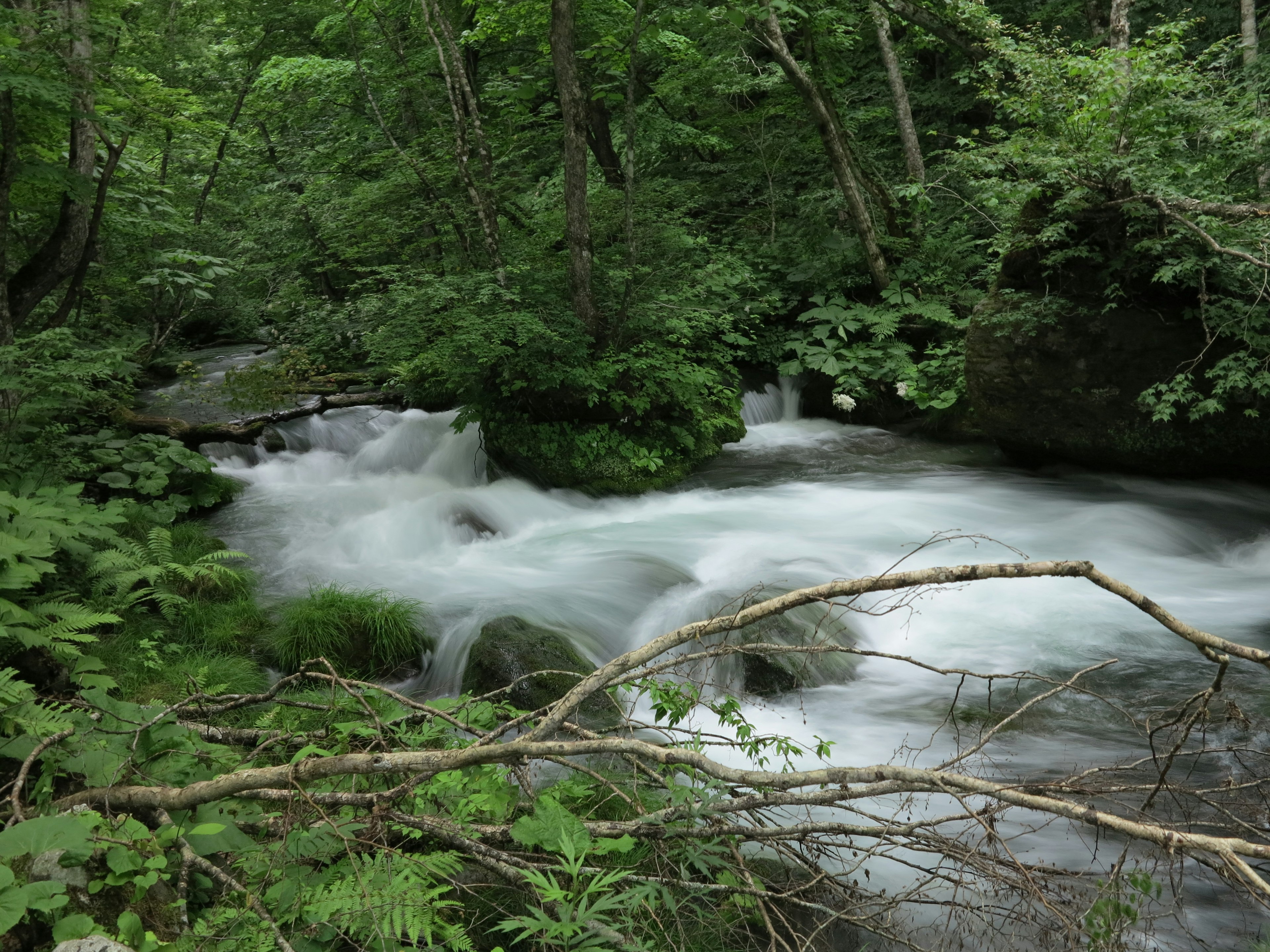 A serene stream flowing through lush green forest