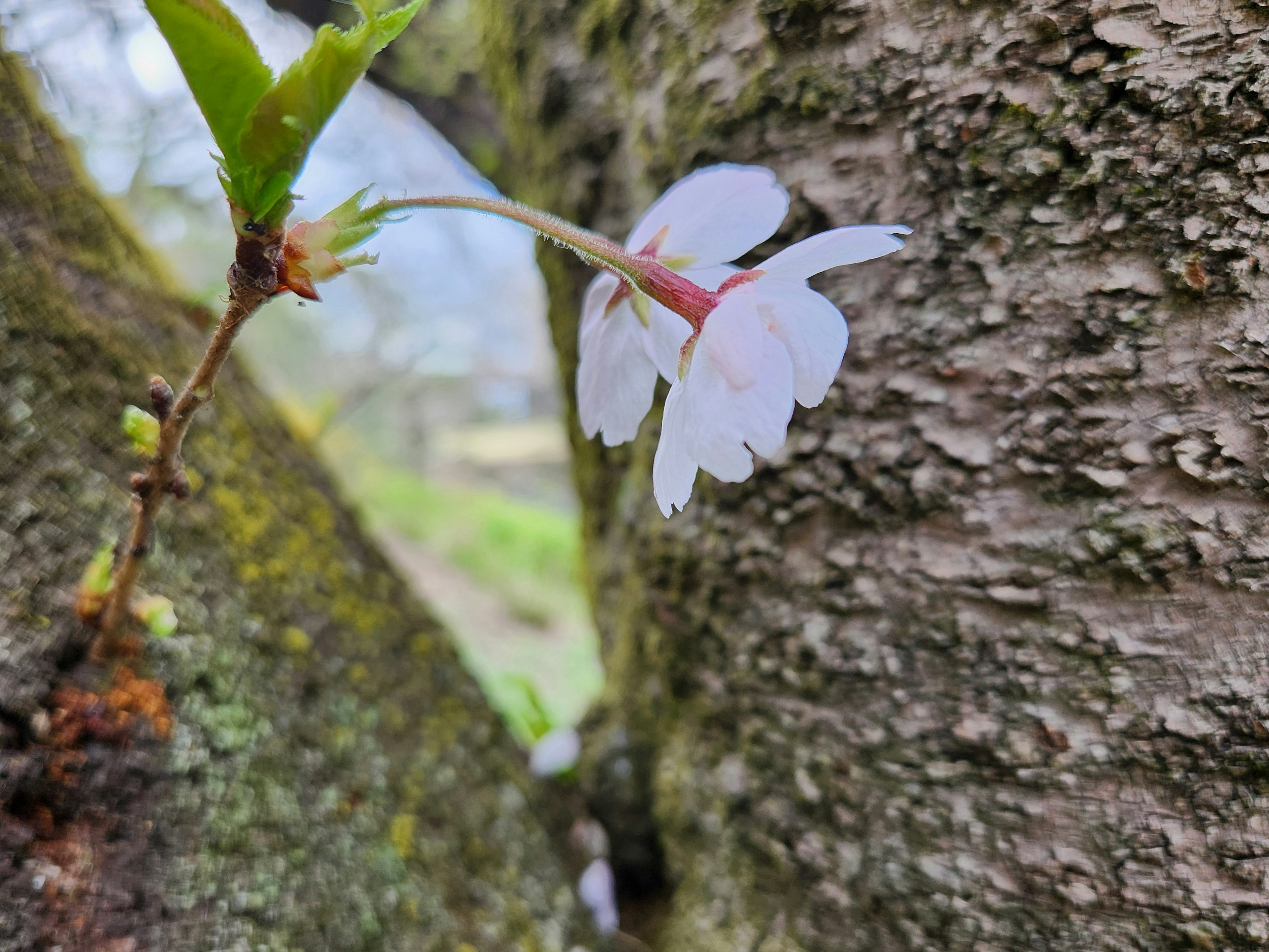 Un fiore di ciliegio che sboccia dal tronco di un albero