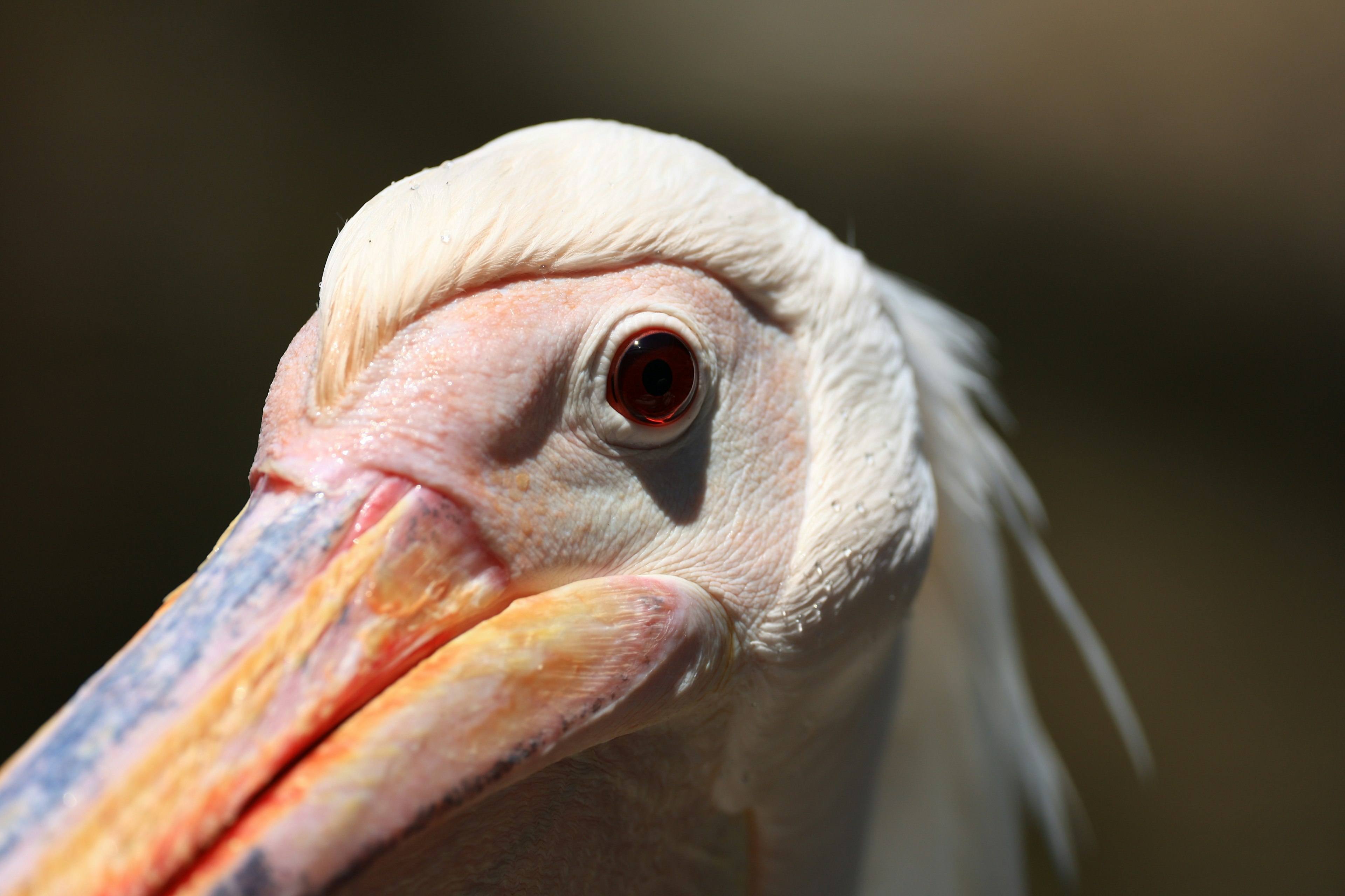 Close-up of a white pelican featuring a vibrant orange beak and a striking black eye