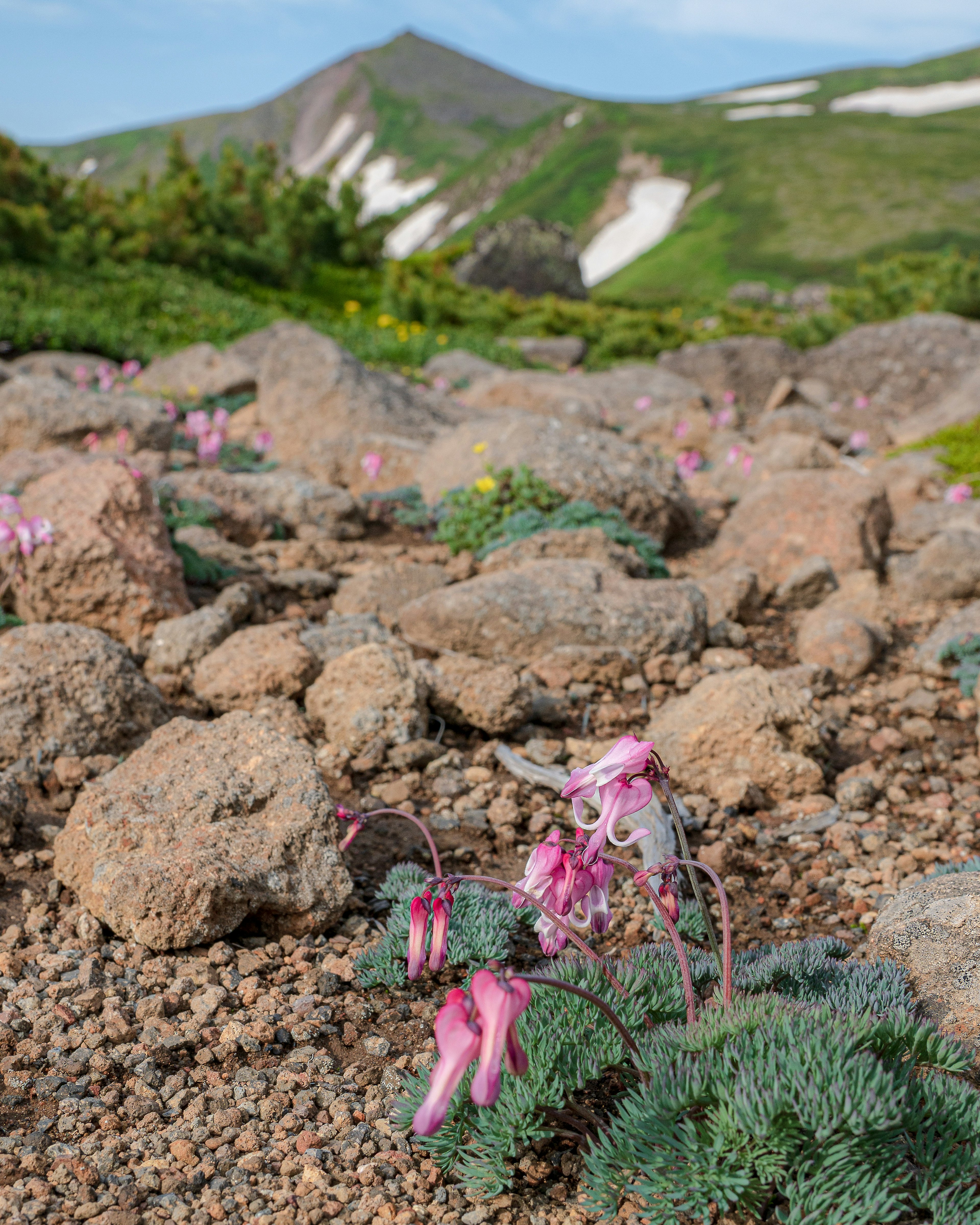 Pink flowers and green plants in rocky foreground with mountains and snow patches in the background