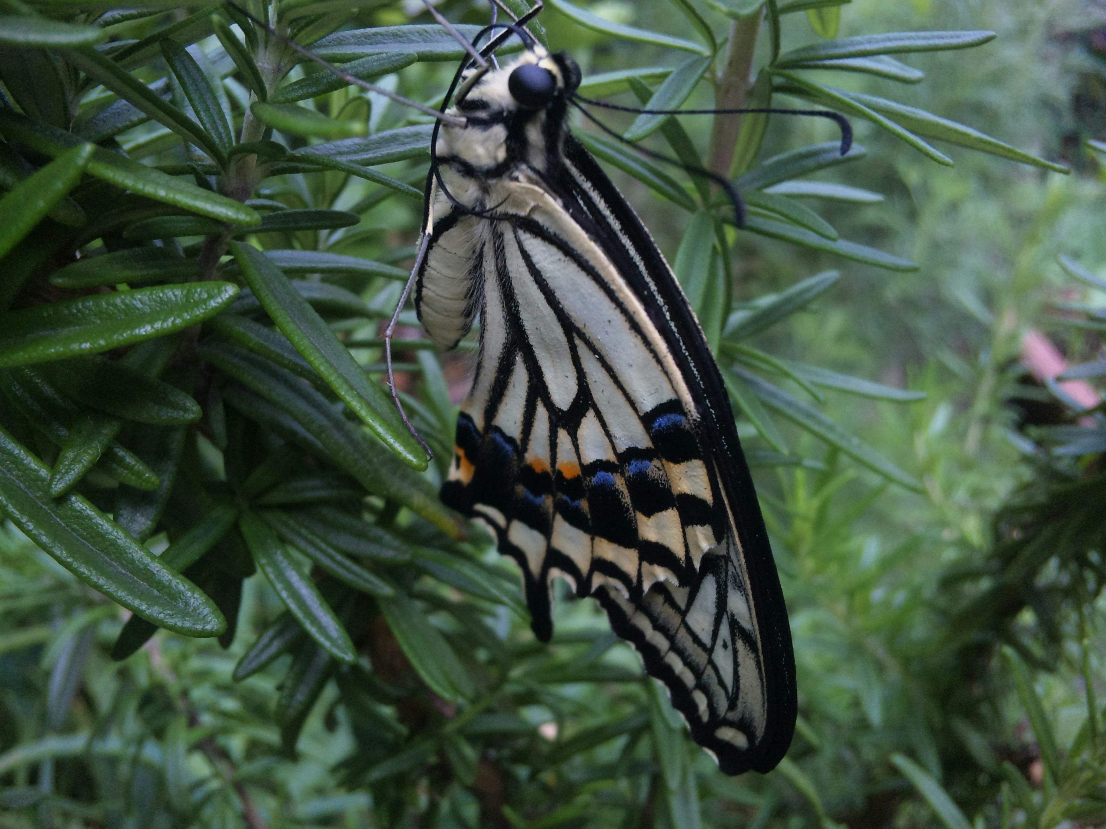 Una hermosa mariposa posándose sobre hojas verdes