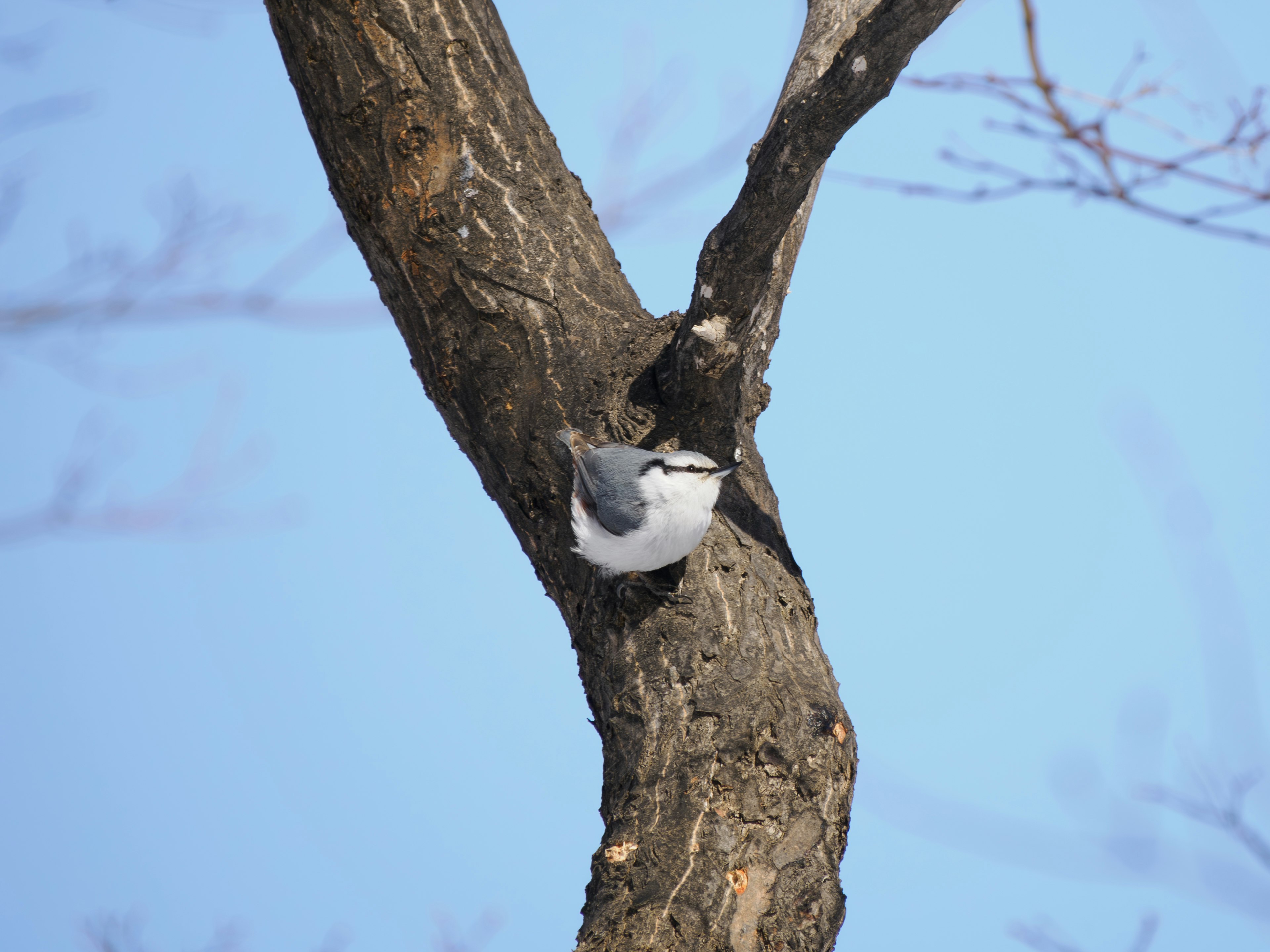 A bird perched on a tree trunk against a blue sky