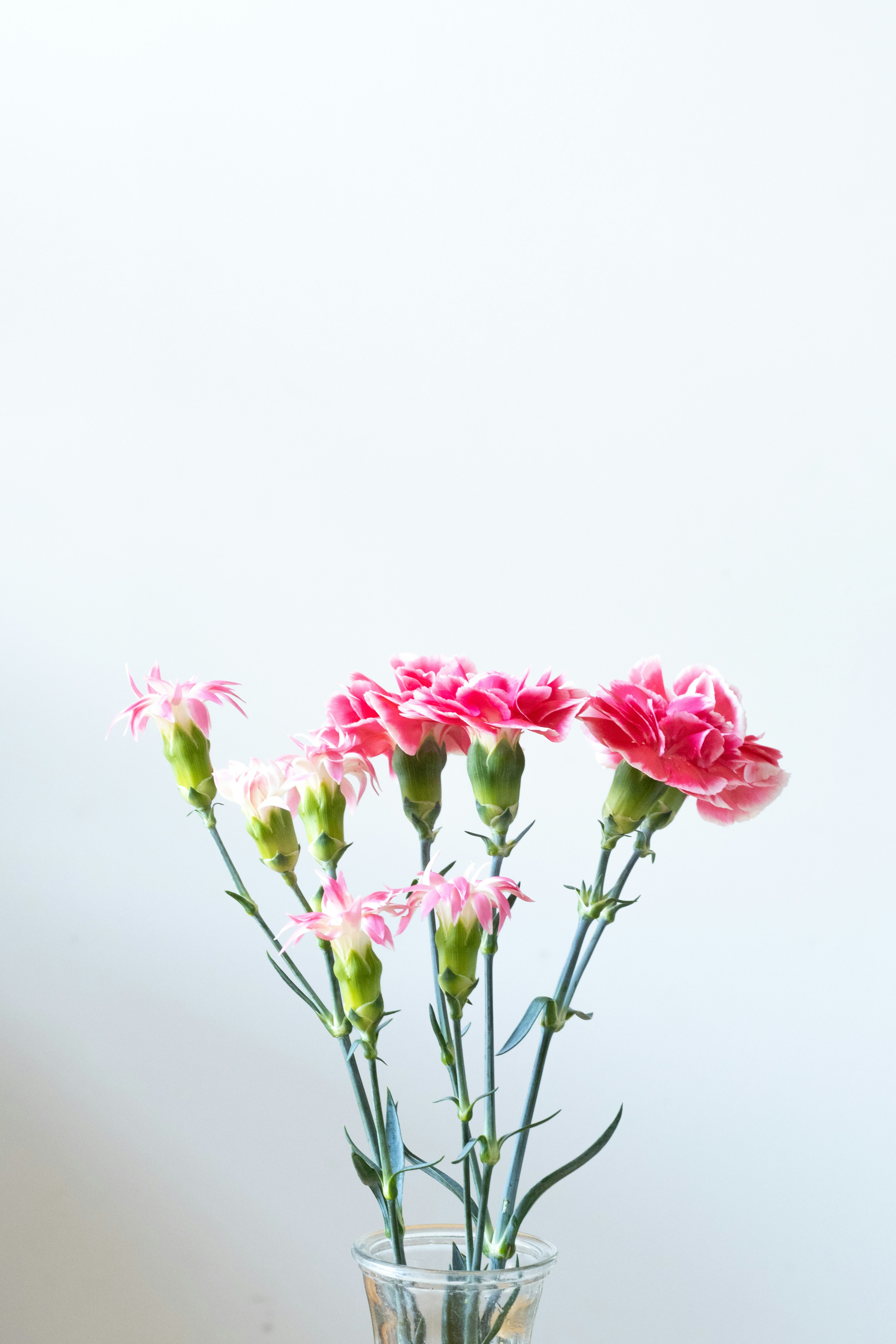 Una foto di un vaso con garofani rosa su uno sfondo chiaro