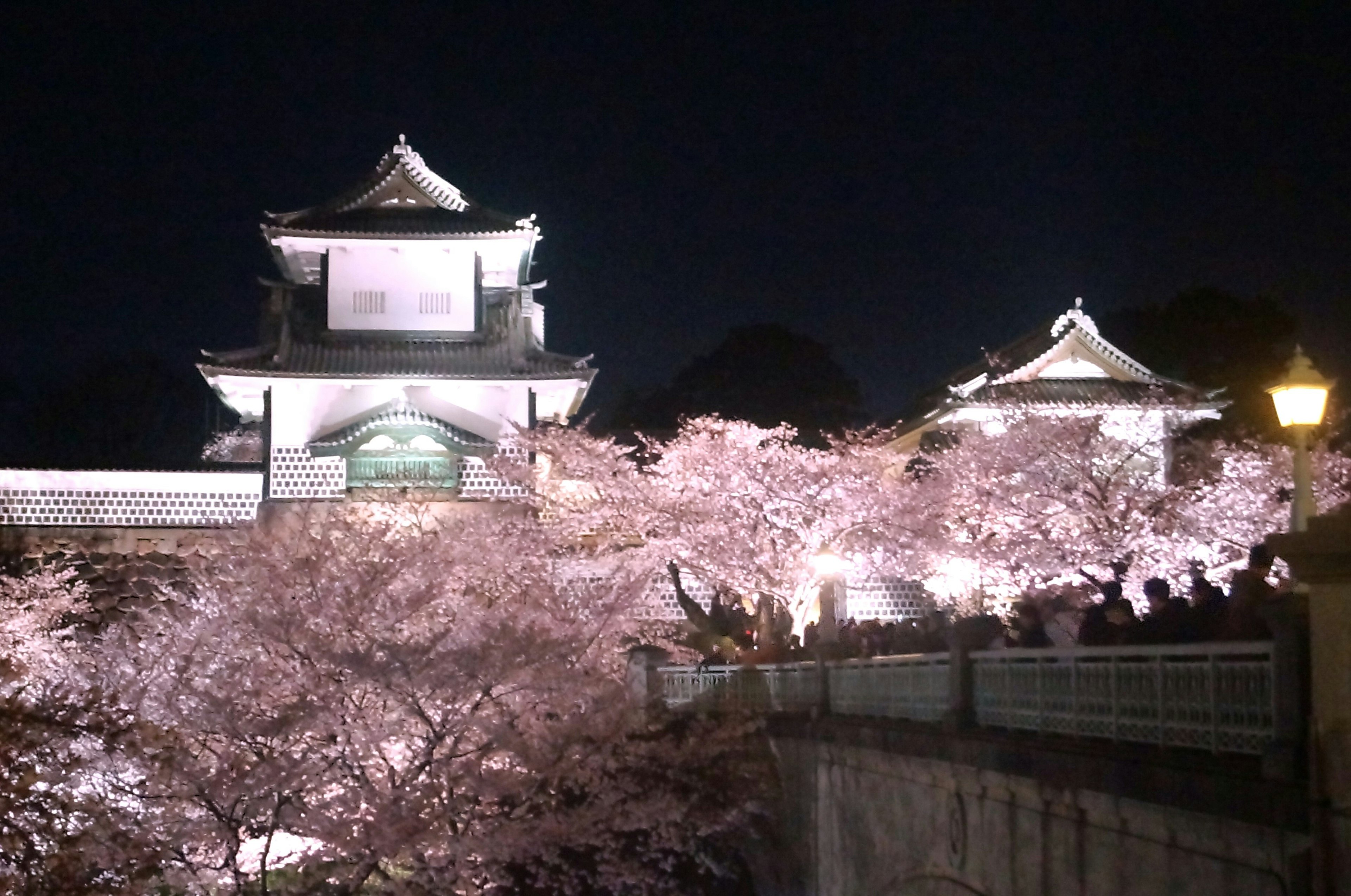 Beautiful view of cherry blossoms and castle at night