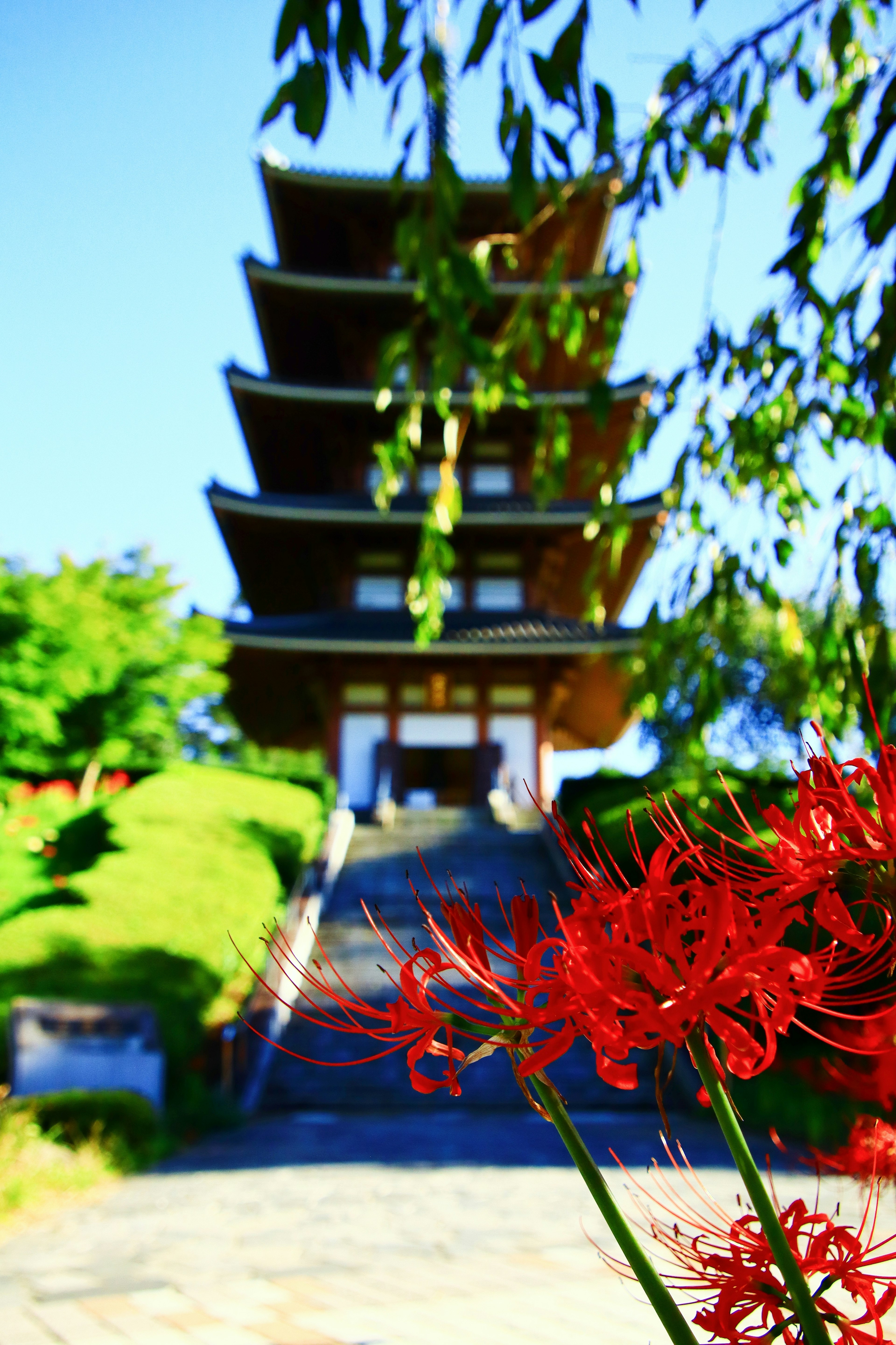 赤い花と五重塔の美しい風景