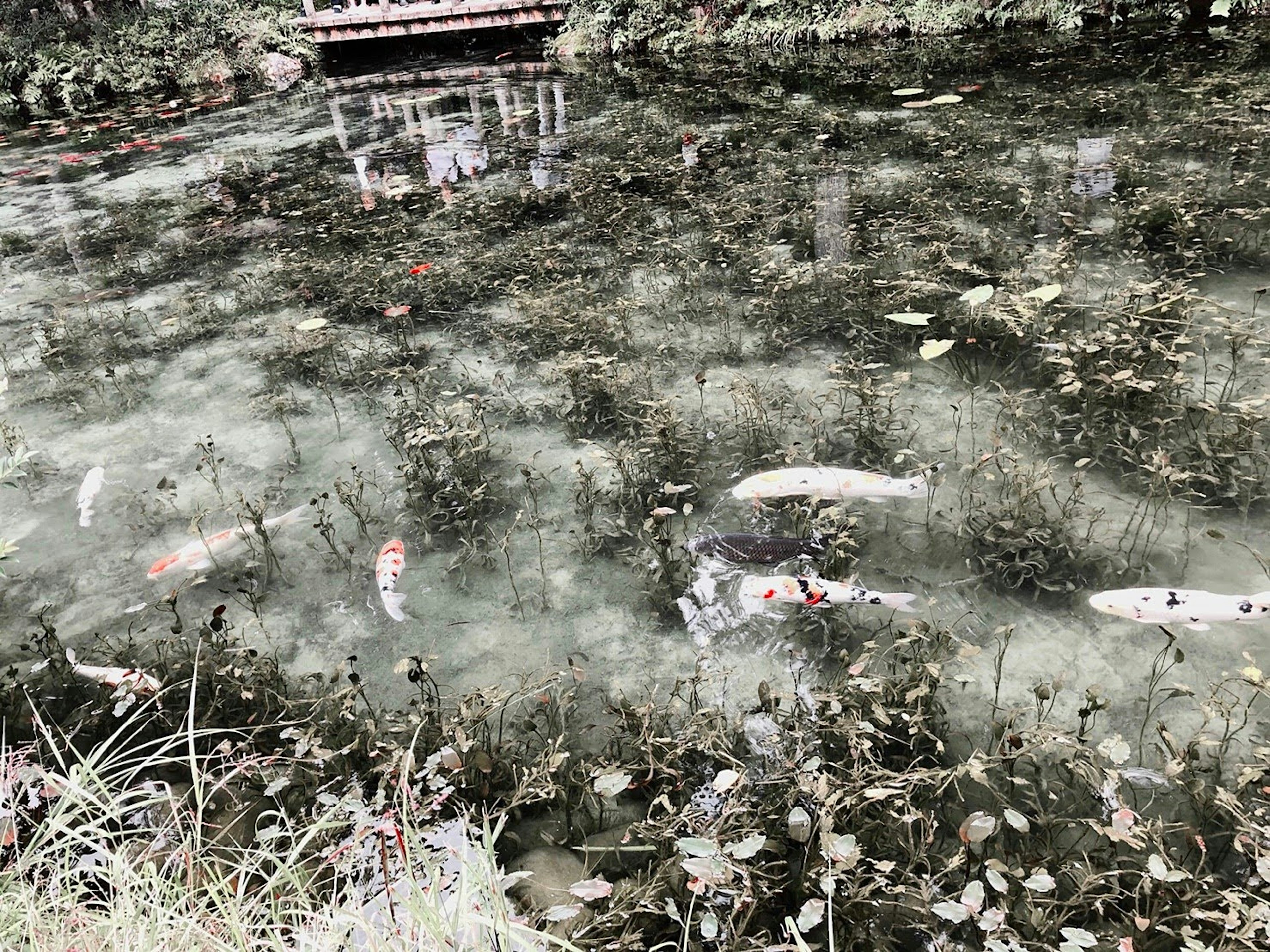 Poissons koi nageant dans un étang avec des nénuphars et de la verdure