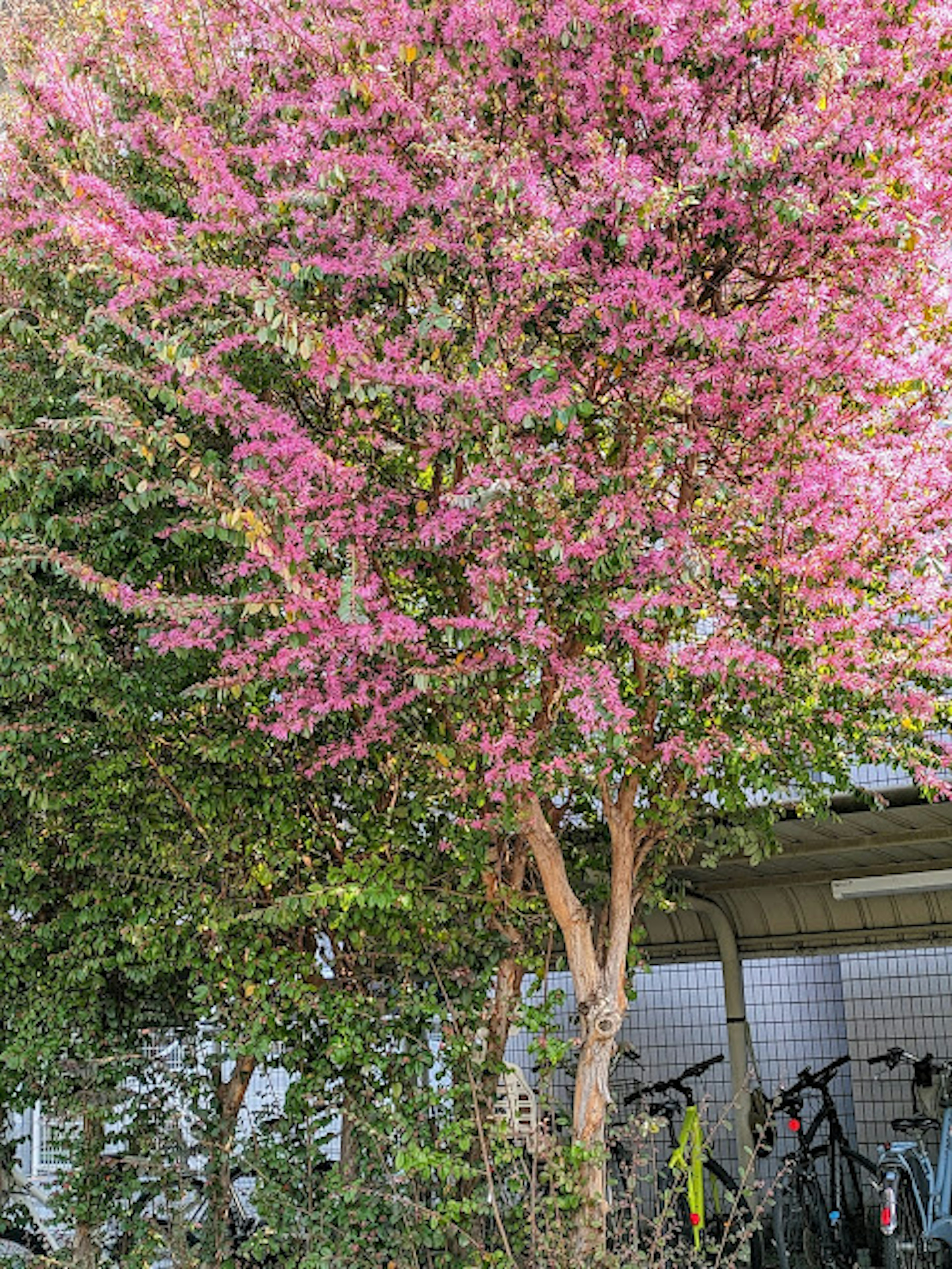 鮮やかなピンクの花をつけた木とその周りの緑の葉