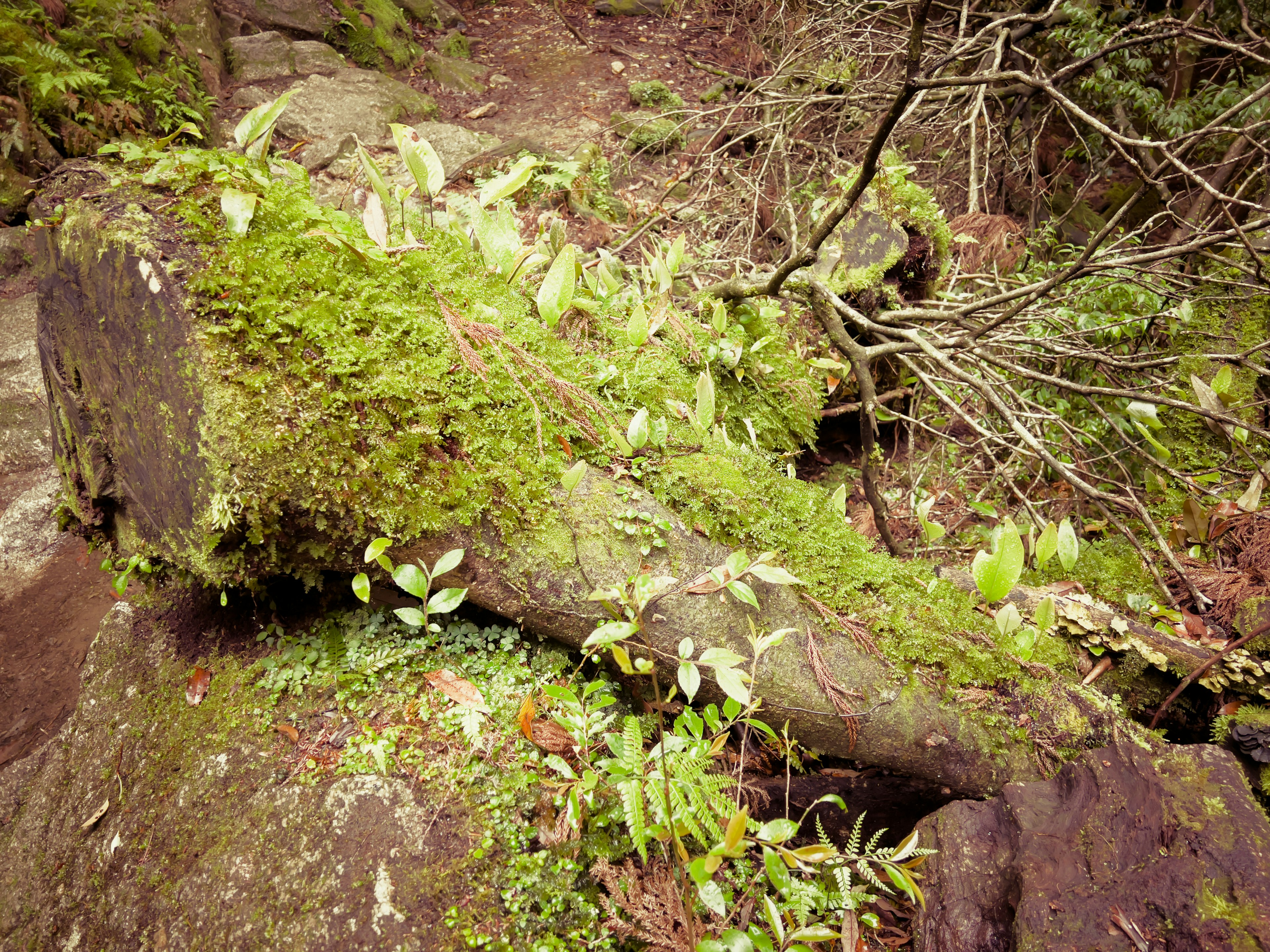 苔むした倒木と周囲の緑豊かな植物の風景