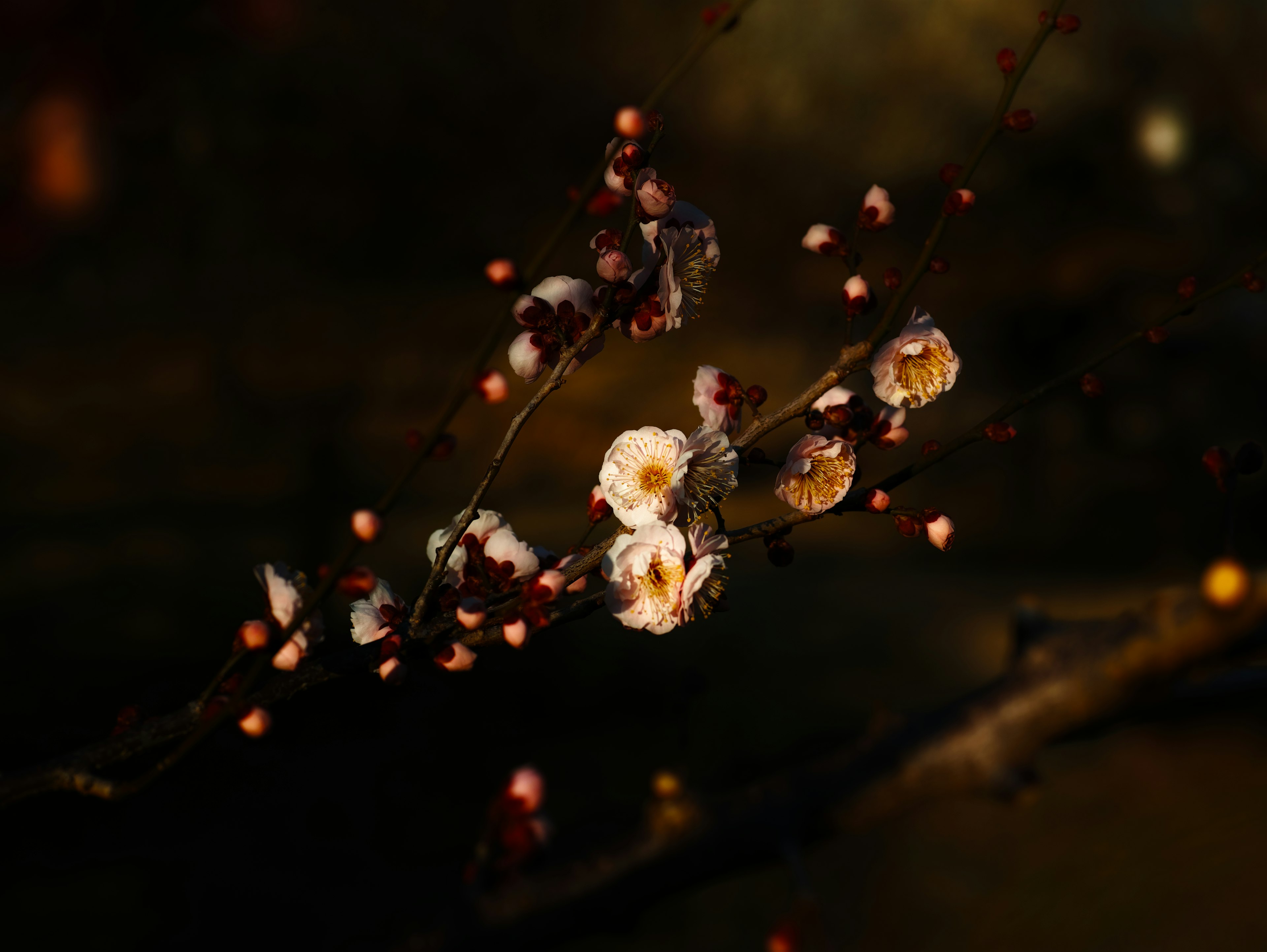 Branch of white plum blossoms and buds against a dark background