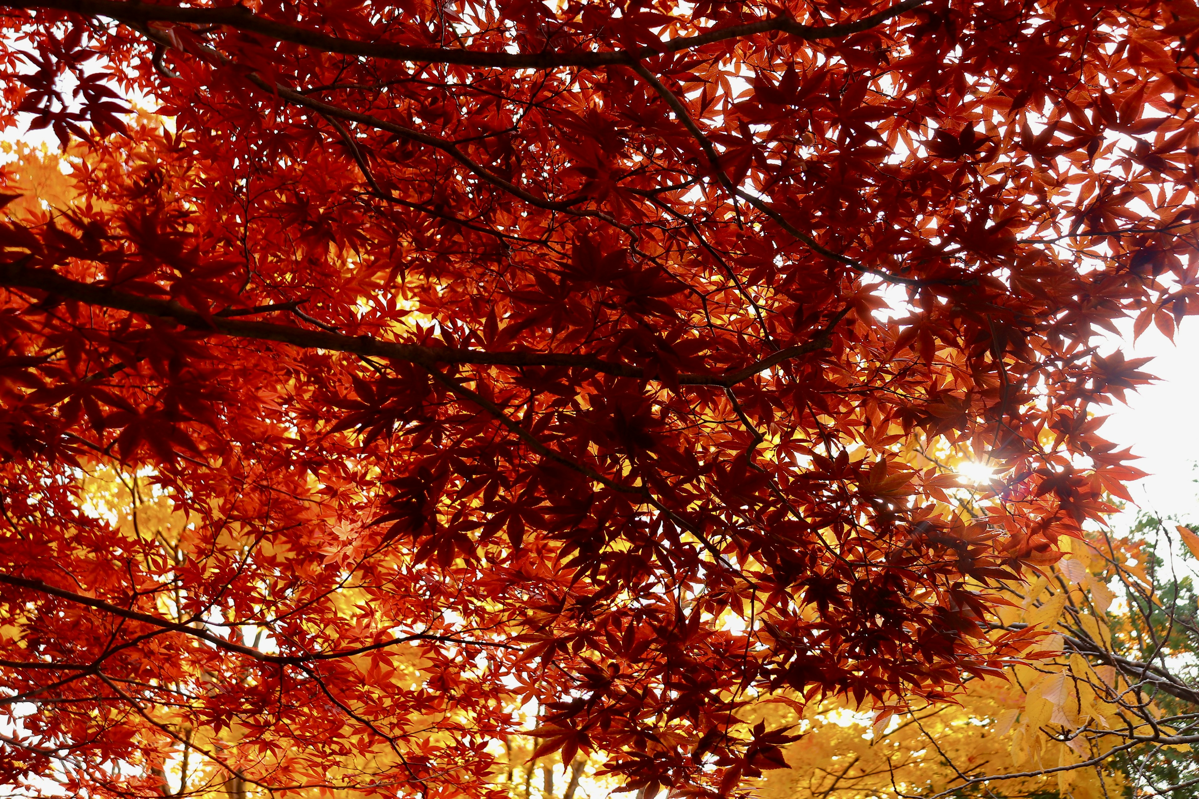 Daun maple merah cerah bertumpuk dengan cahaya lembut yang bersinar