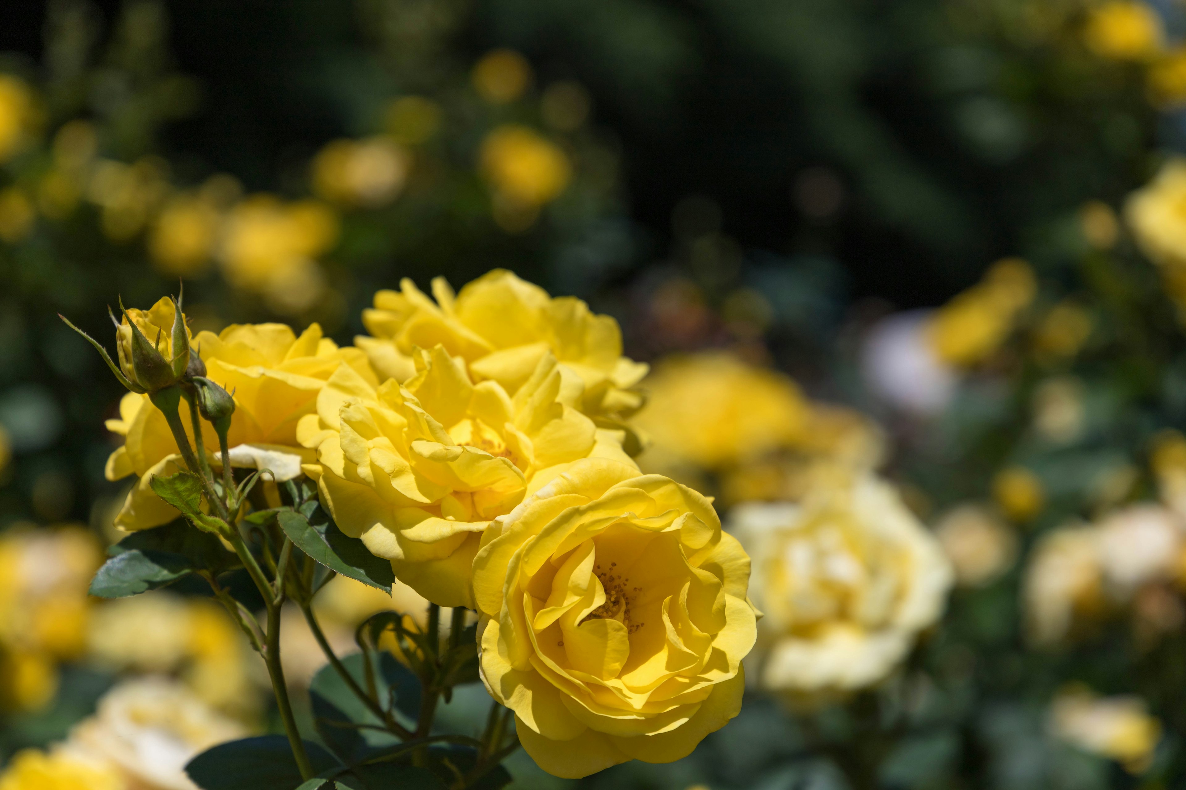 A close-up of yellow roses in bloom with a blurred background of more roses