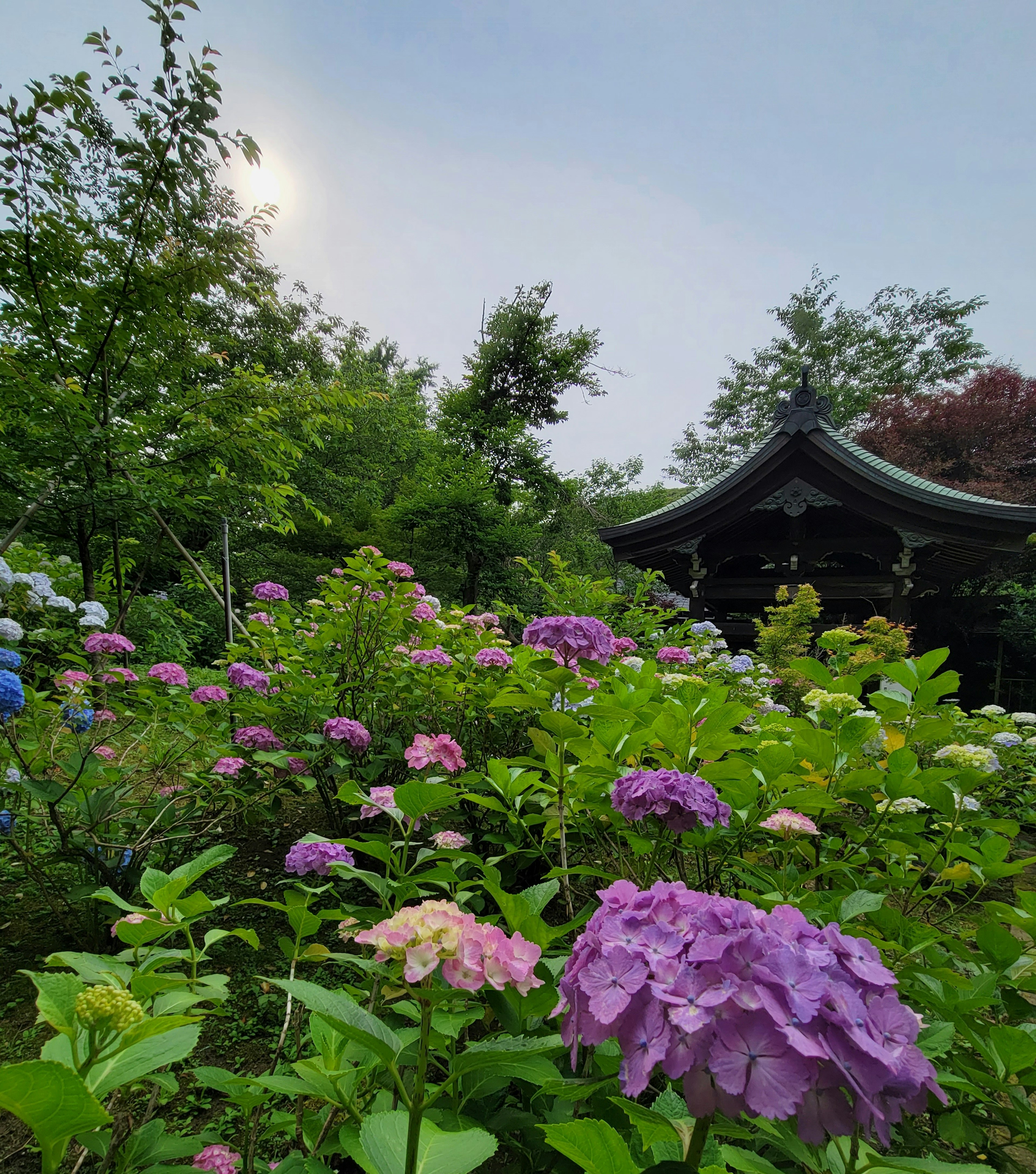 一個布滿五彩繽紛的繡球花的花園場景 背景是傳統建築