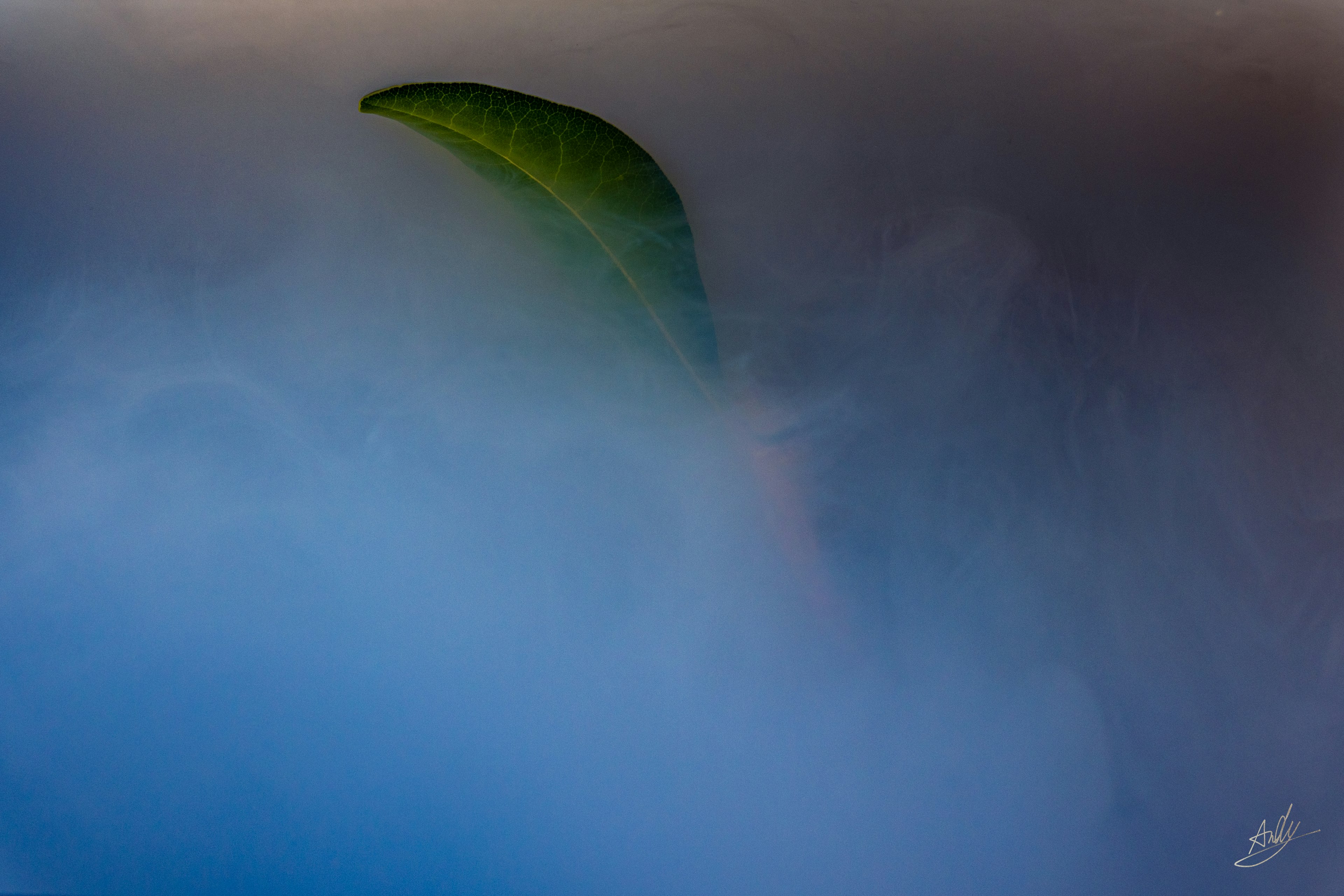 Ein grünes Blatt, das aus dem Nebel vor einem blauen Hintergrund auftaucht