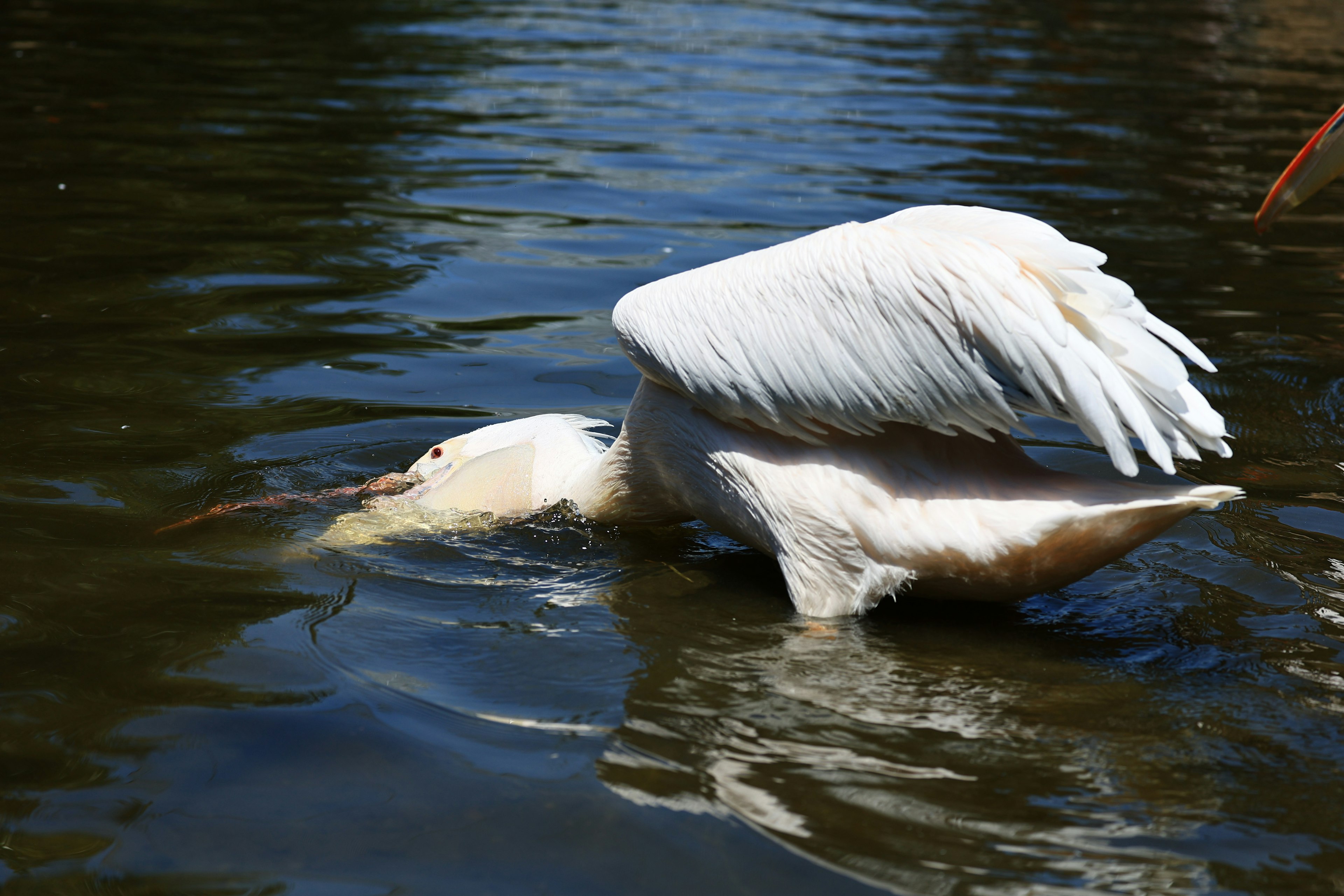 Ein weißer Vogel schwimmt im Wasser mit ausgebreiteten Flügeln