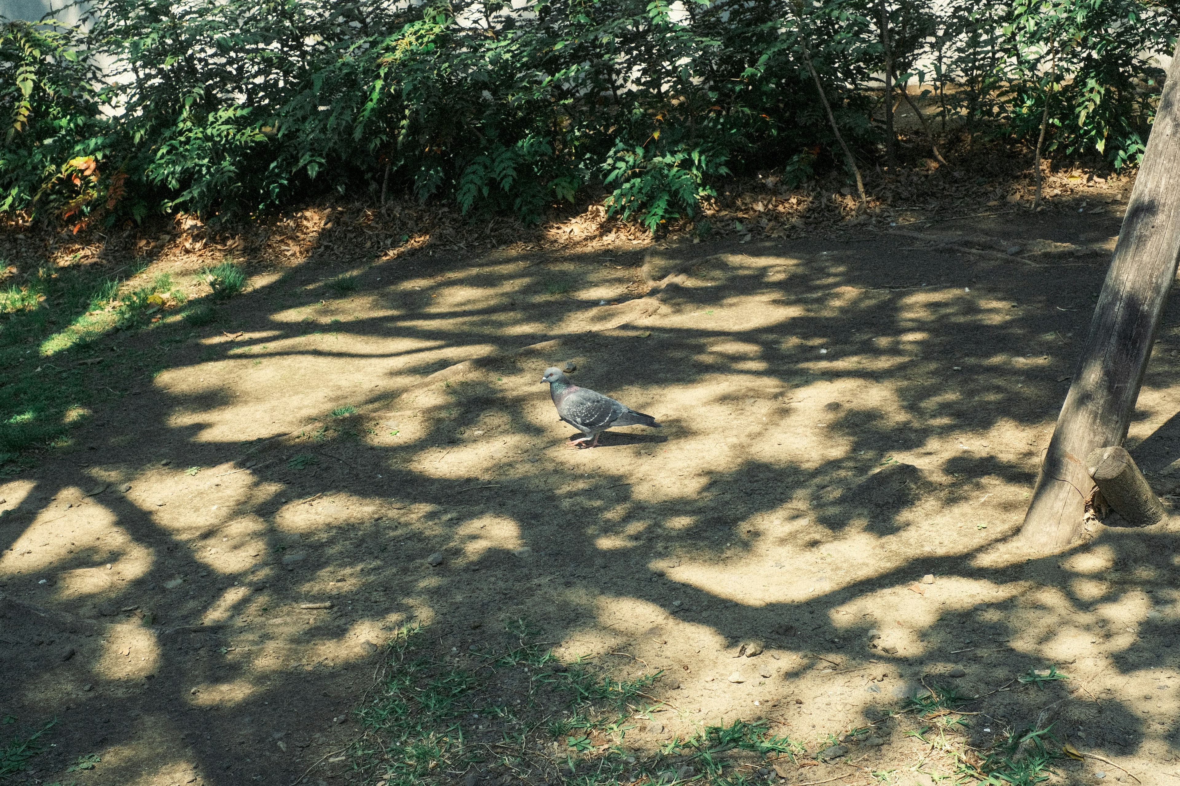 Ein Vogel auf dem Boden mit Baum Schatten über ihm