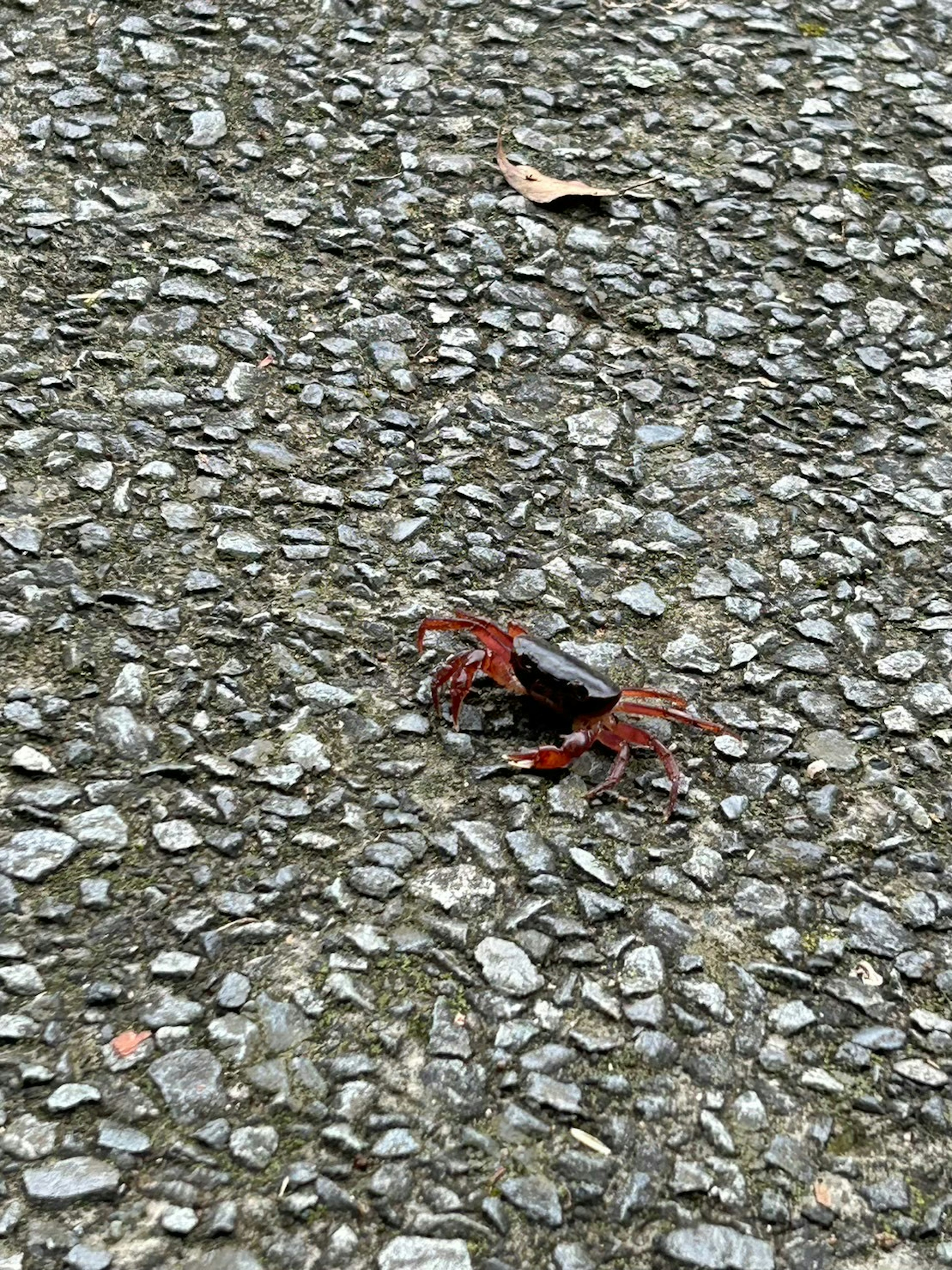 Roter Krebs auf Asphaltoberfläche