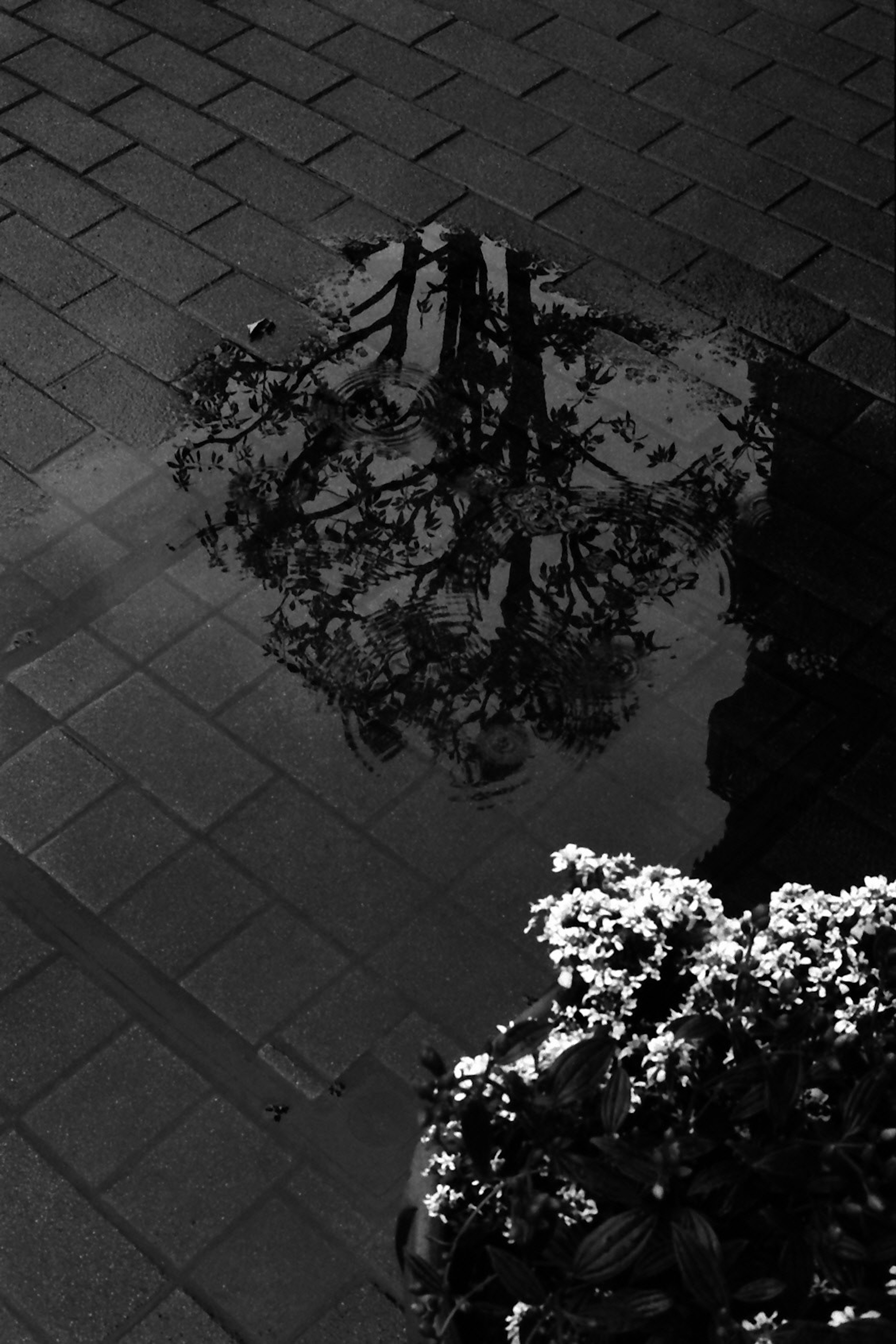 Reflection of a tree in a puddle with flowers nearby