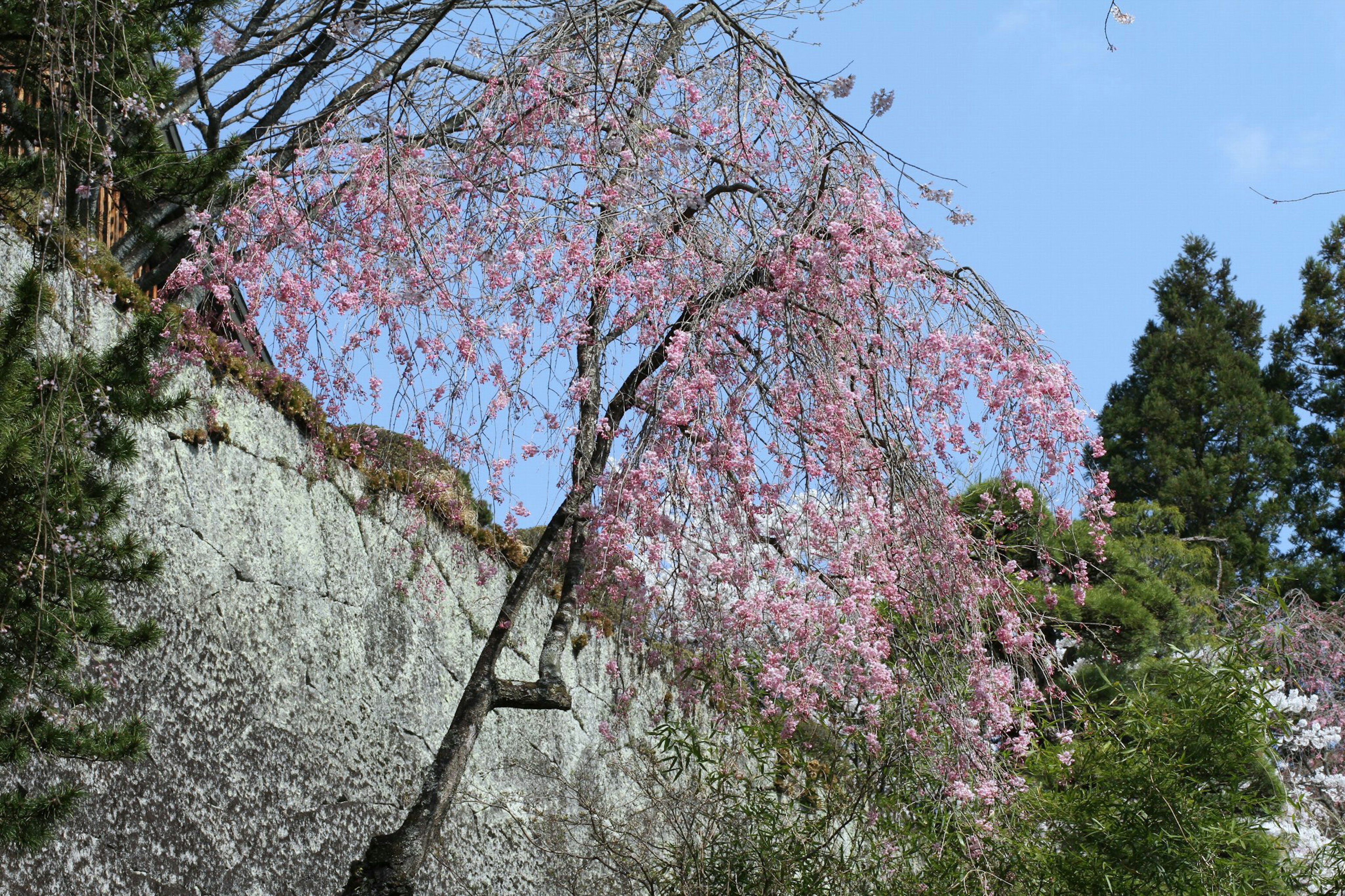 桜の木が青空の下で咲いている風景