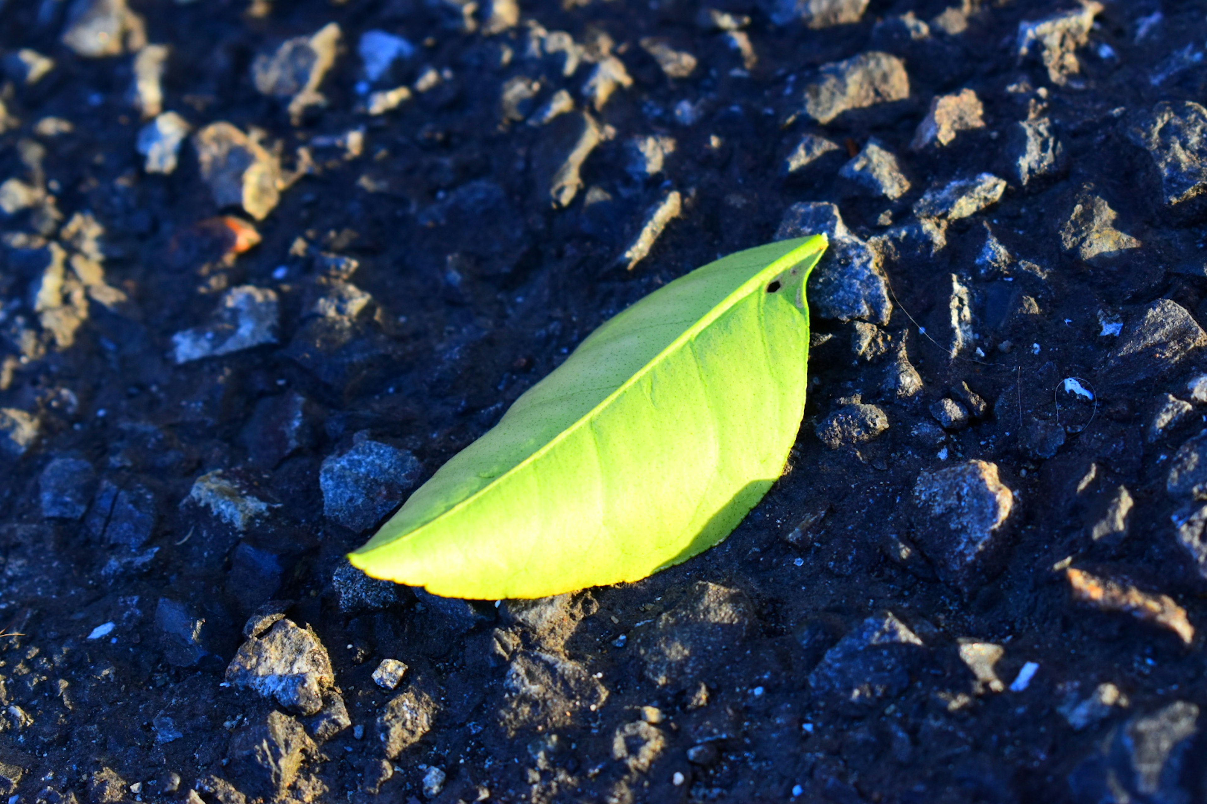 A green leaf resting on a dark gravel surface