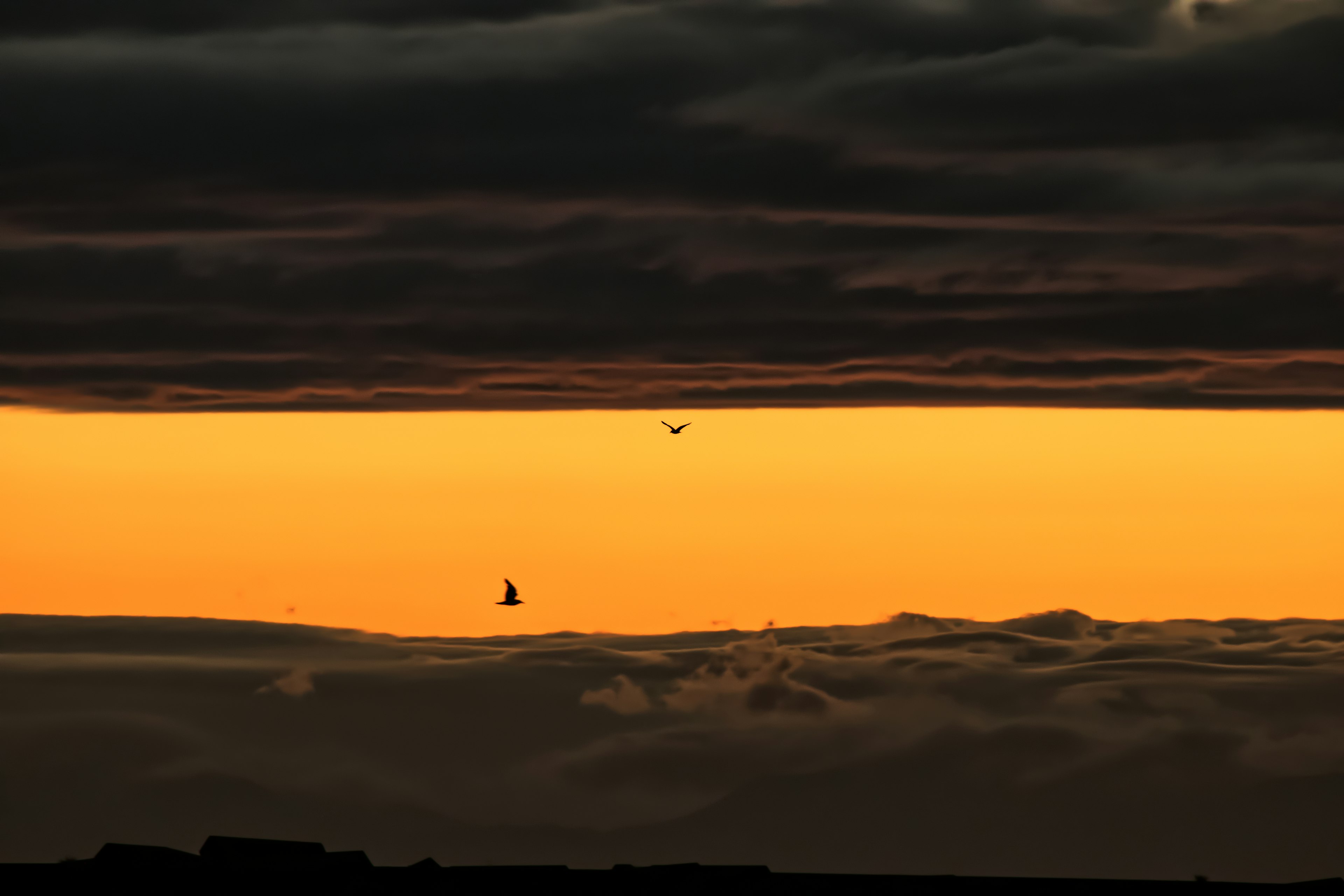 Silhouette of a bird against a vibrant sunset sky with clouds