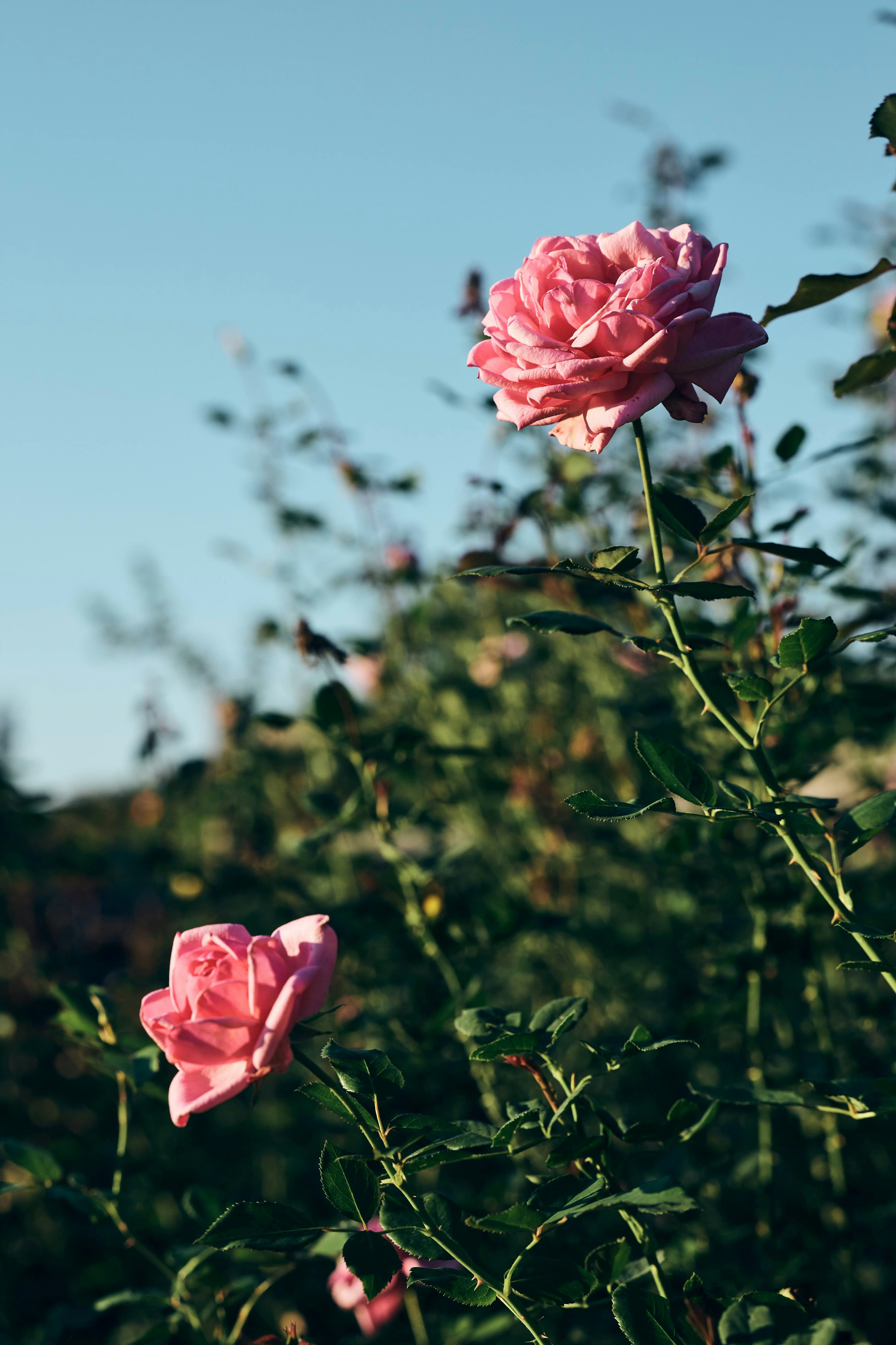 Rosa Rosen blühen unter einem blauen Himmel