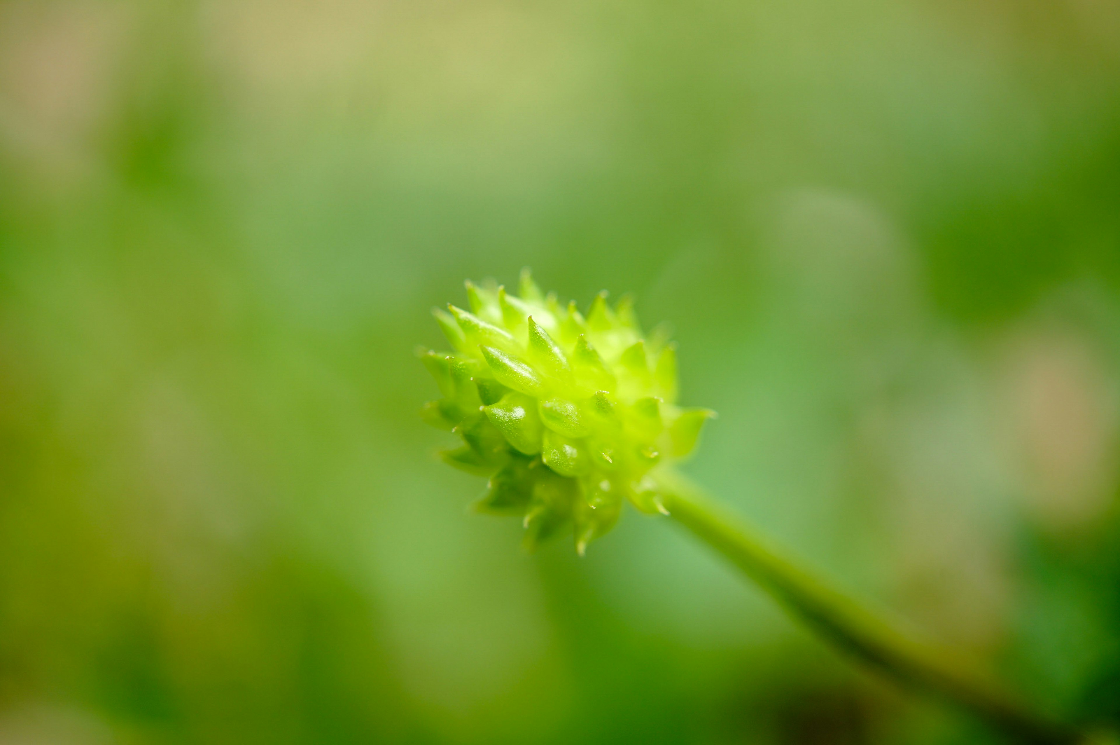 緑色の小さな植物のつぼみが鮮やかに浮かび上がる背景にぼかしのある画像