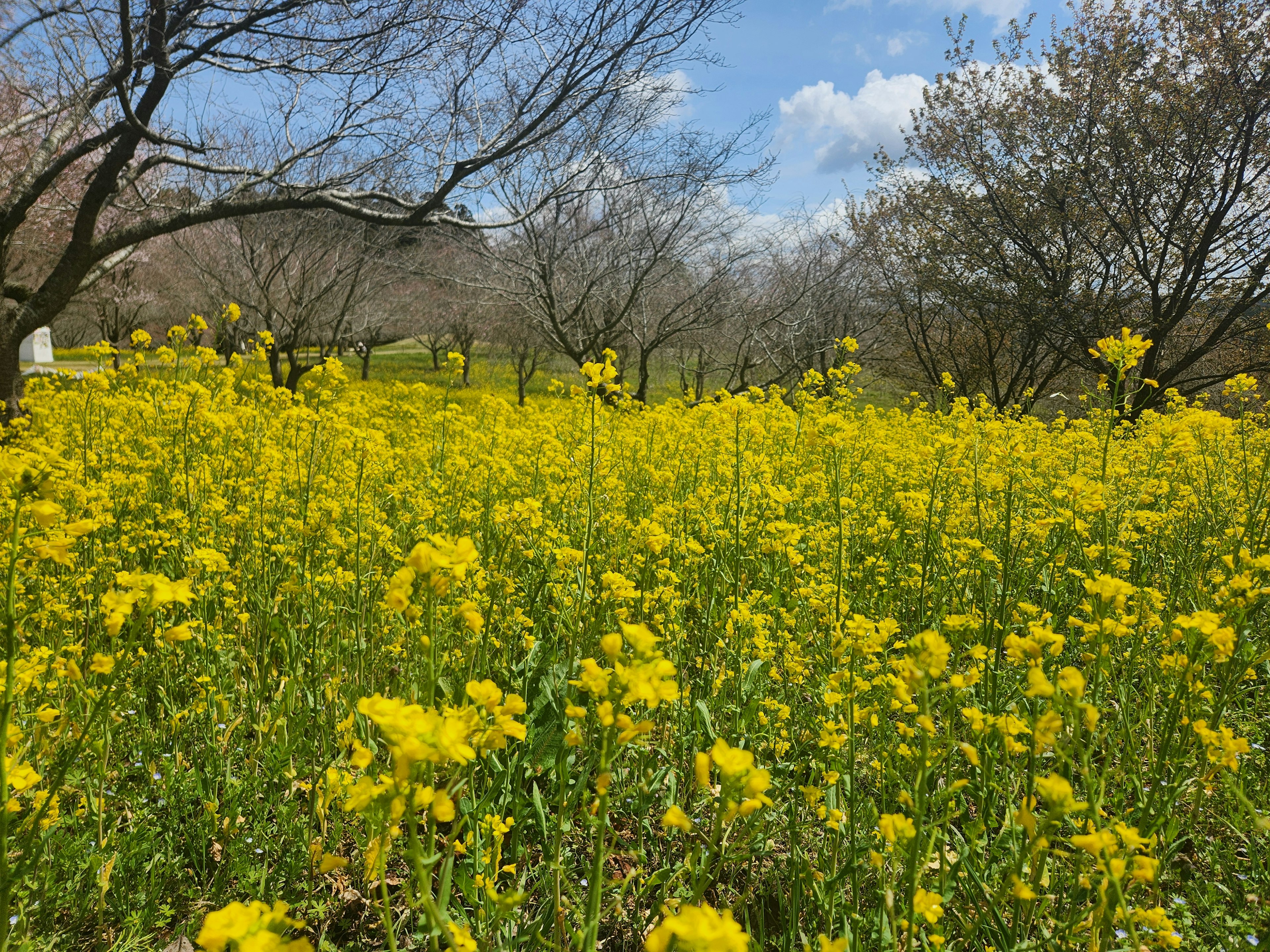 Vasto campo di fiori gialli in fiore sotto un cielo blu