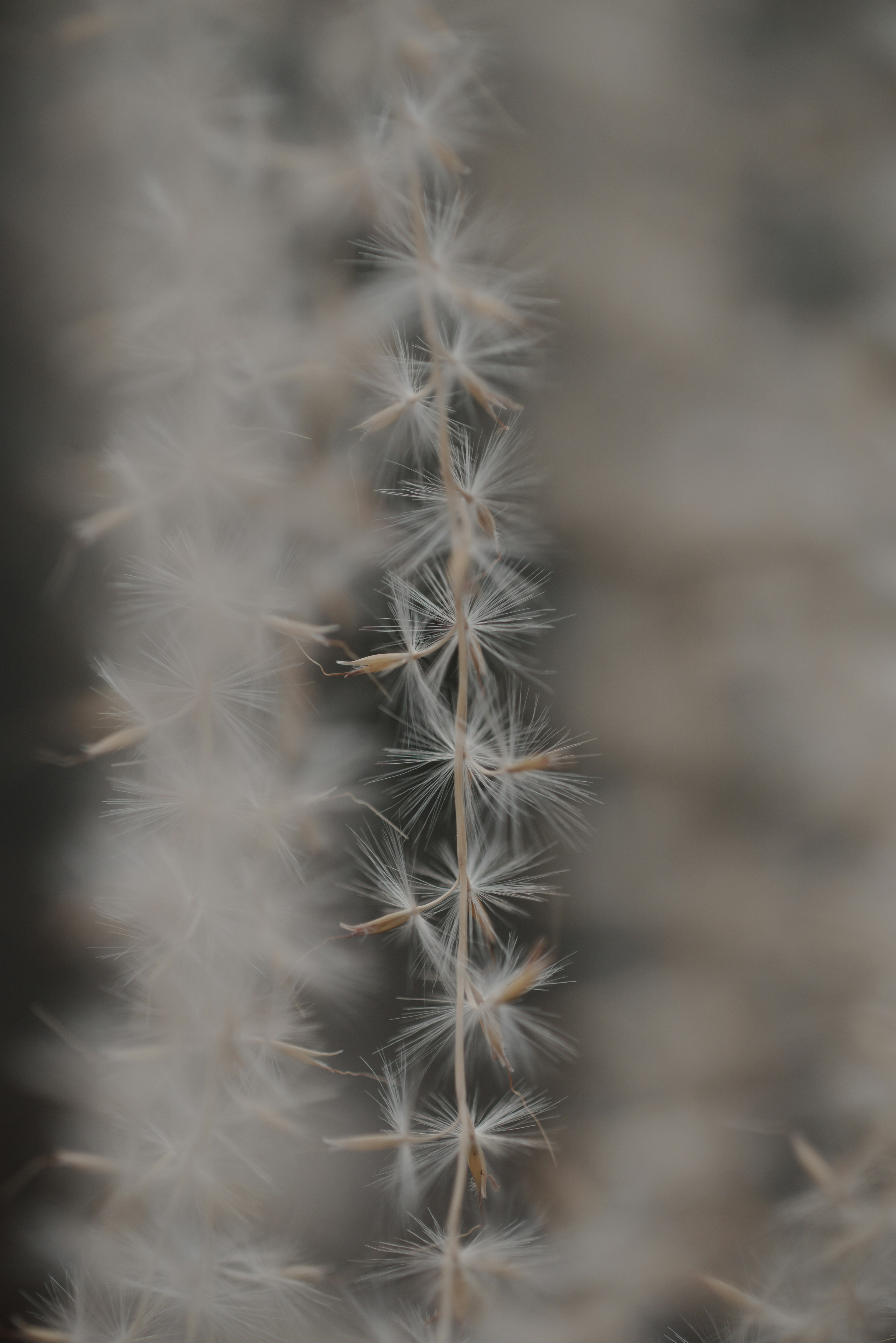 Image en gros plan d'une plante avec des pointes blanches duveteuses