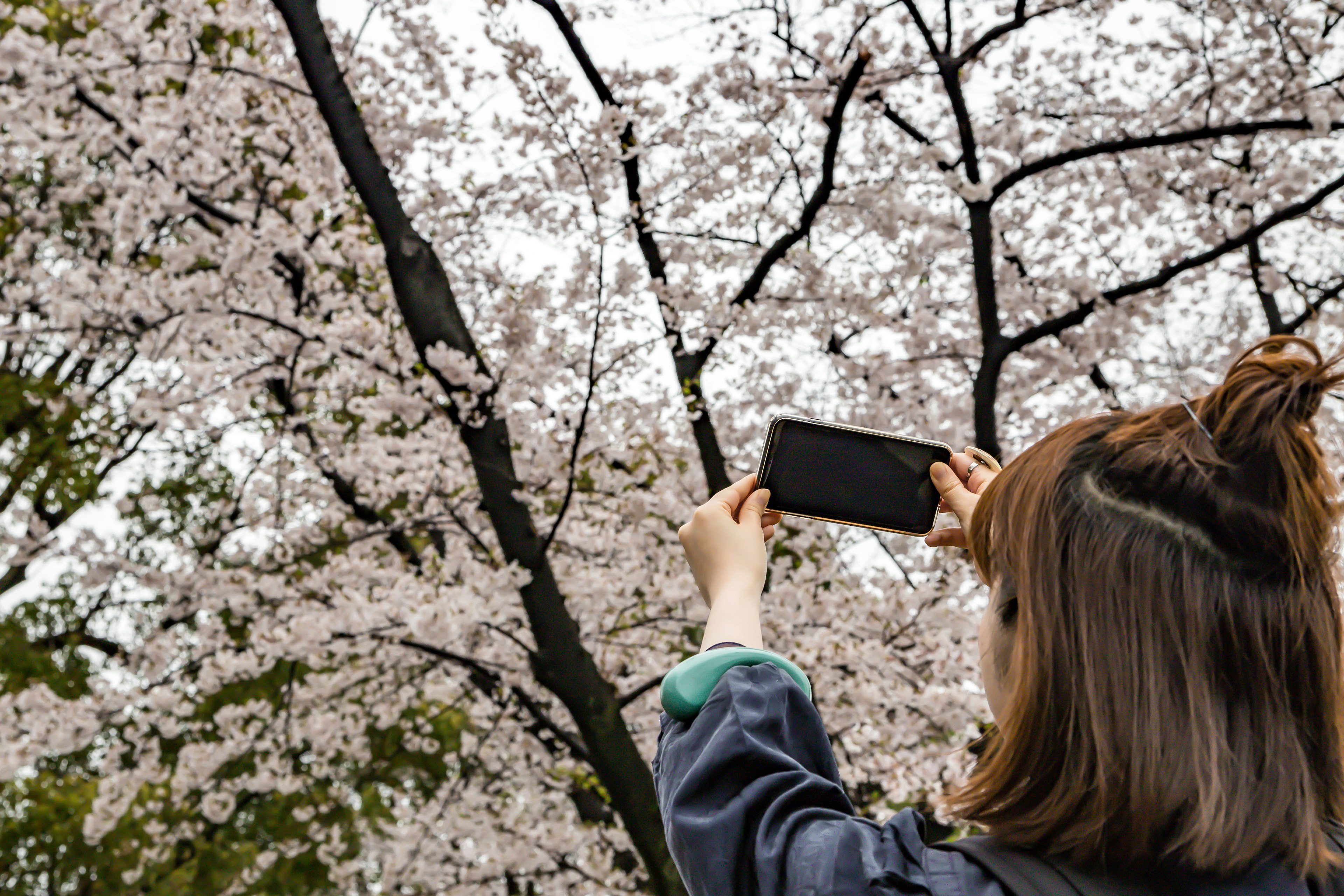 Mujer tomando una foto con un teléfono inteligente frente a un árbol de cerezo