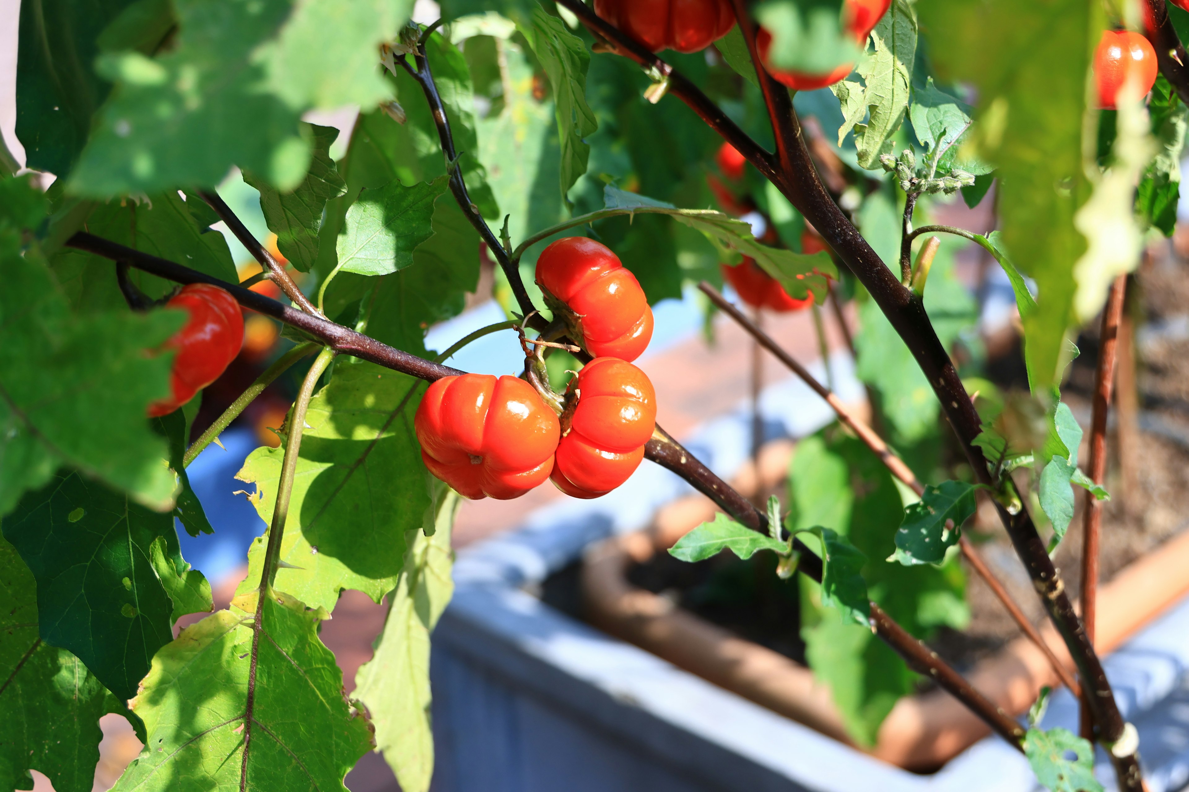 Branche avec des baies rouges et des feuilles vertes